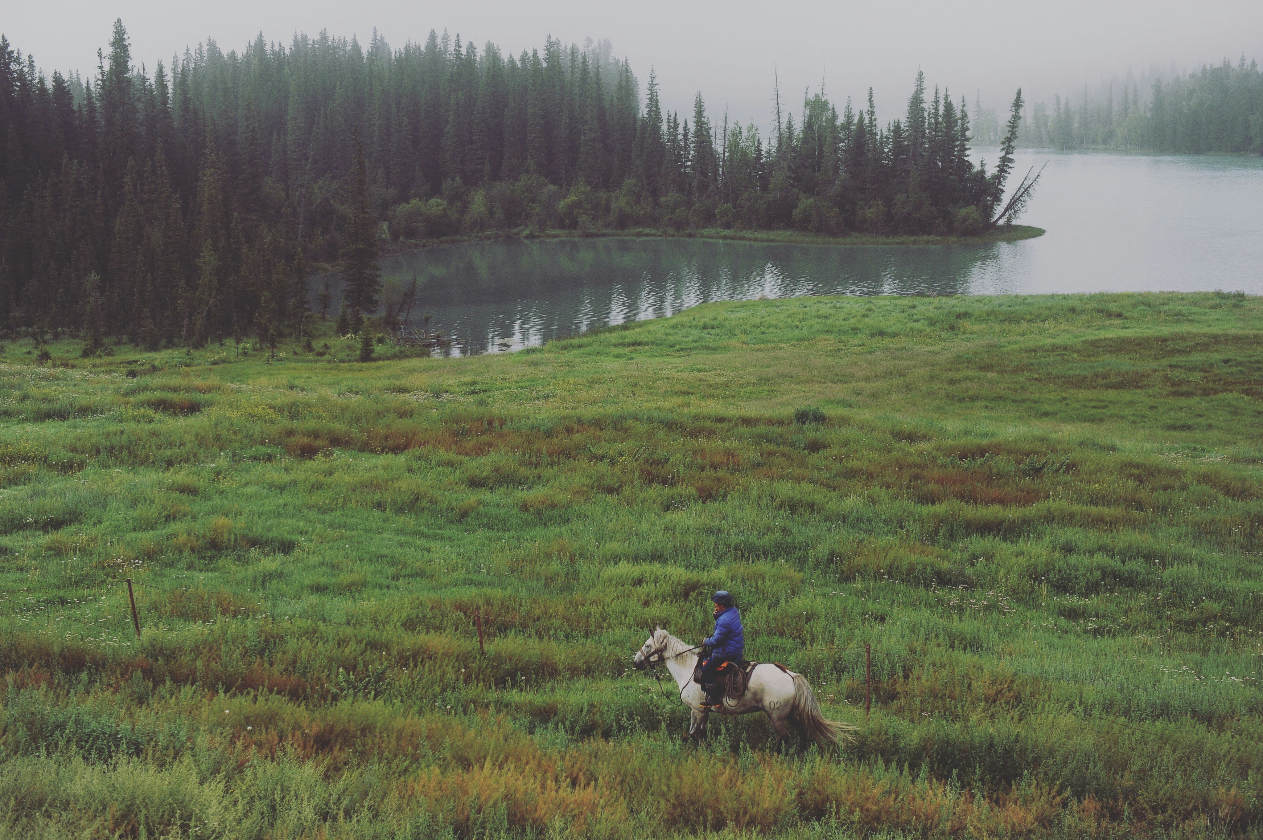 horse-rider-in-field