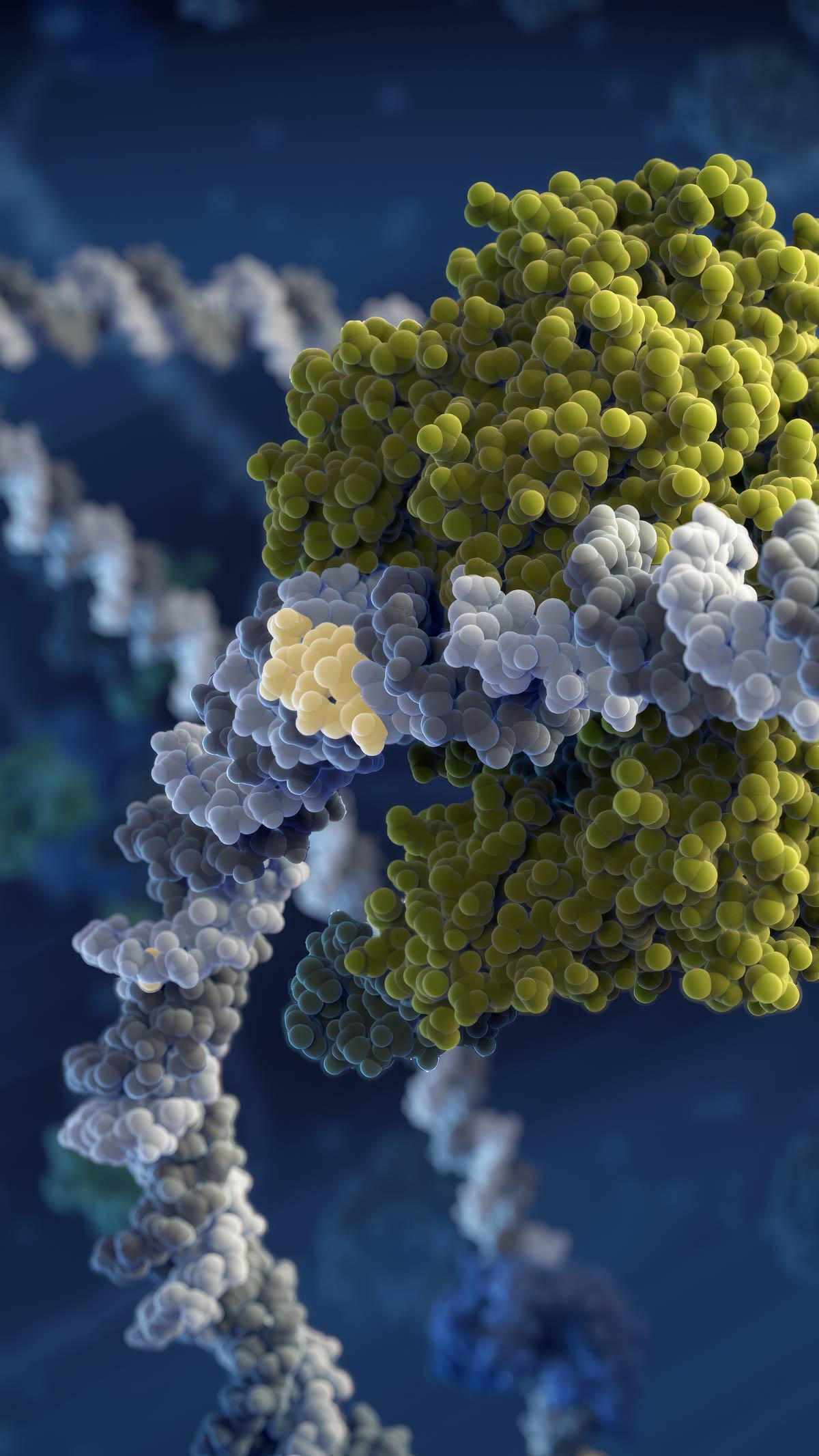 CRISPR-Cas complex attaches to a PAM