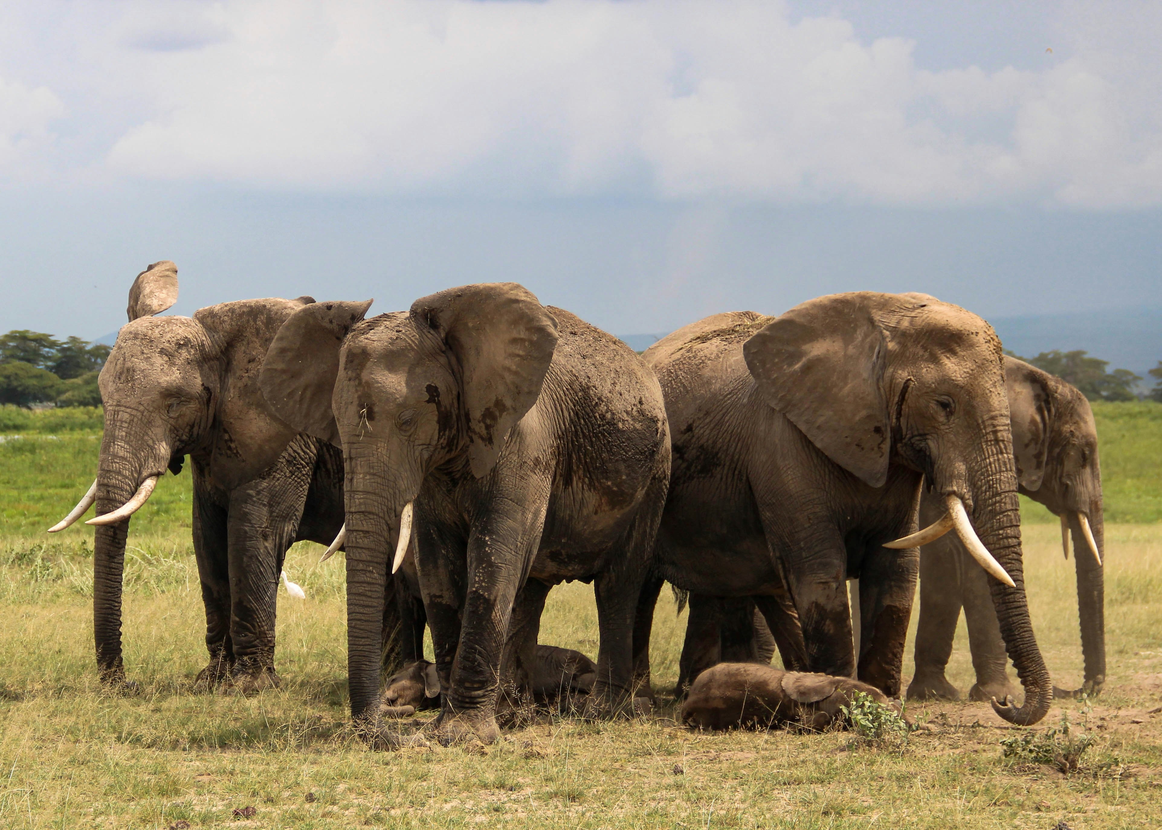 A herd of elephants standing on top of a grass covered field