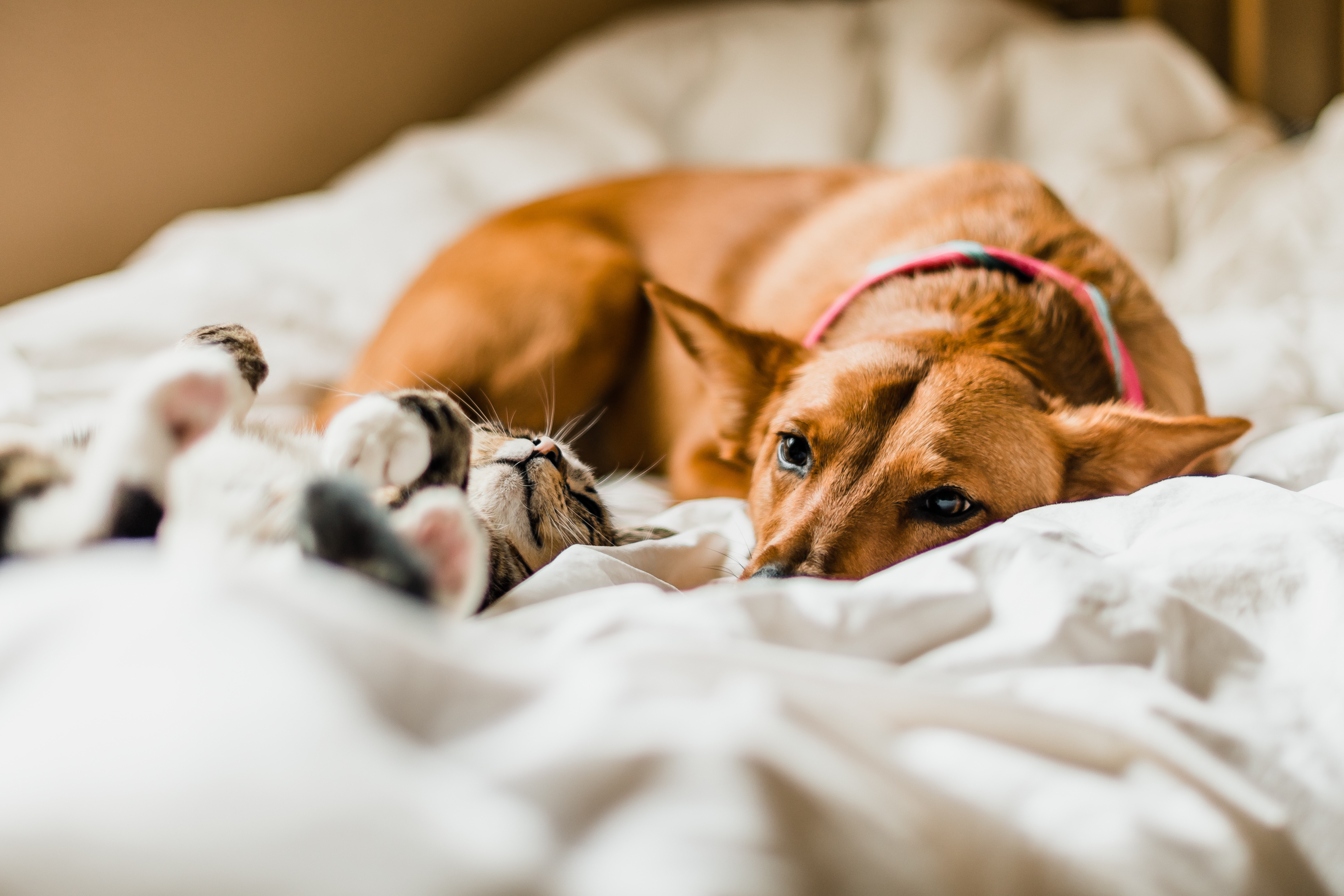 A dog and cat cuddling together on a bed