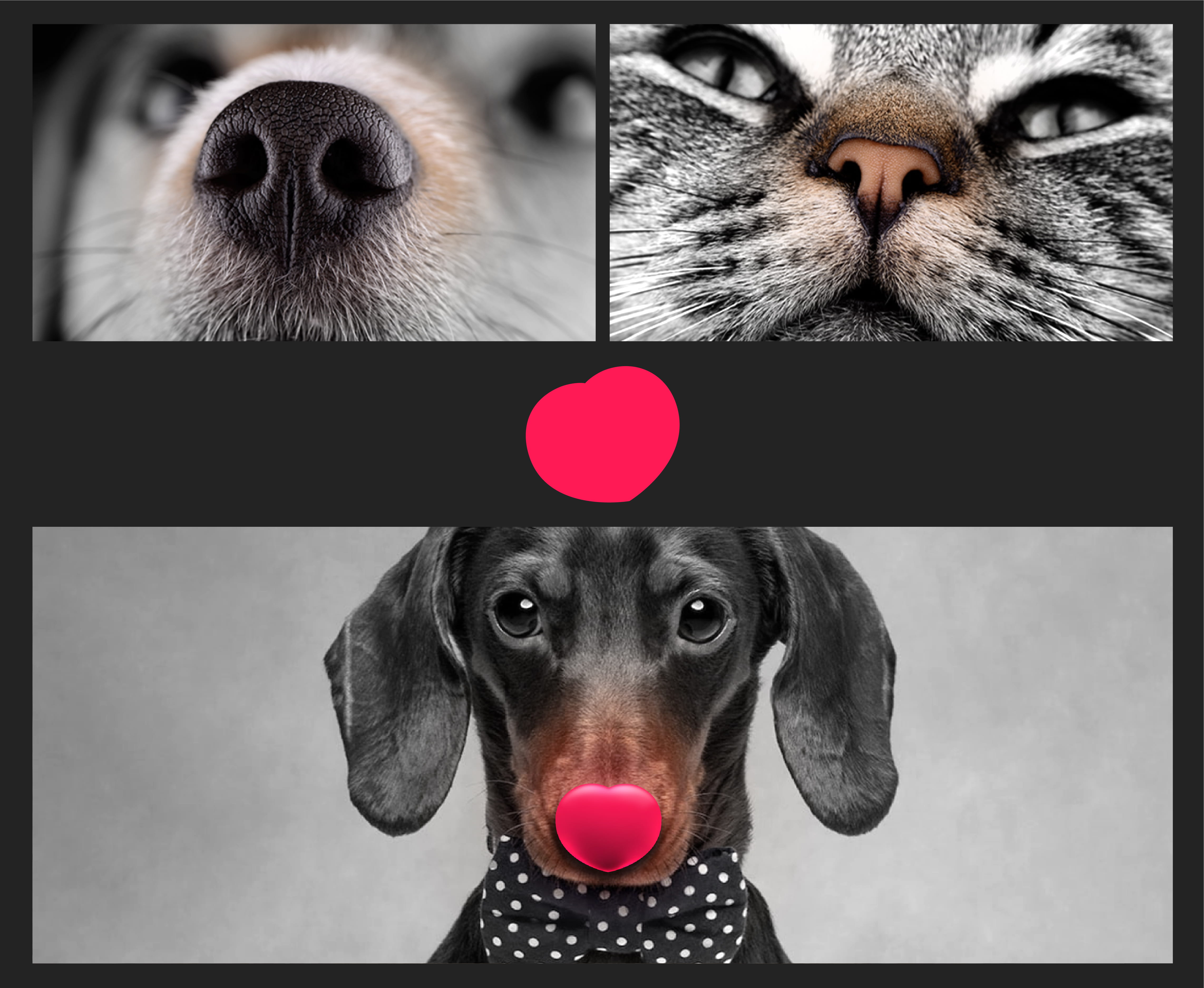 Dr. Treat pet healthcare branding by BMEG, featuring a clever logo where a pet’s nose is shaped like a heart, using custom rounded typography to convey a warm, compassionate, and digital-first clinic experience.