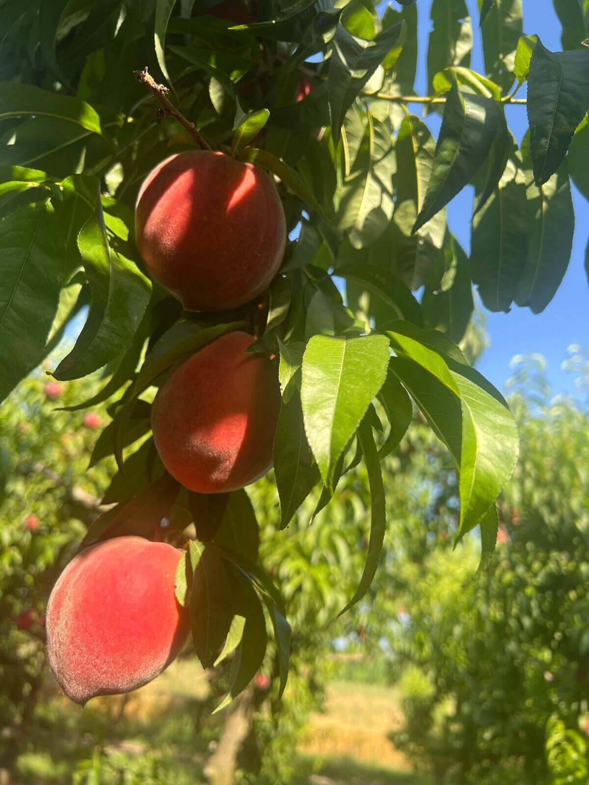 Juicy Greek peaches on branch, wholesale stone fruit supply