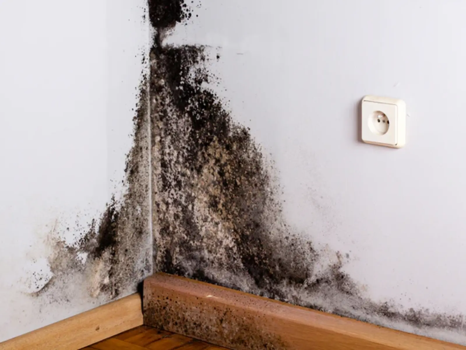 The Ultimate Guide to Mold Prevention in Renton—Don't Miss Out!