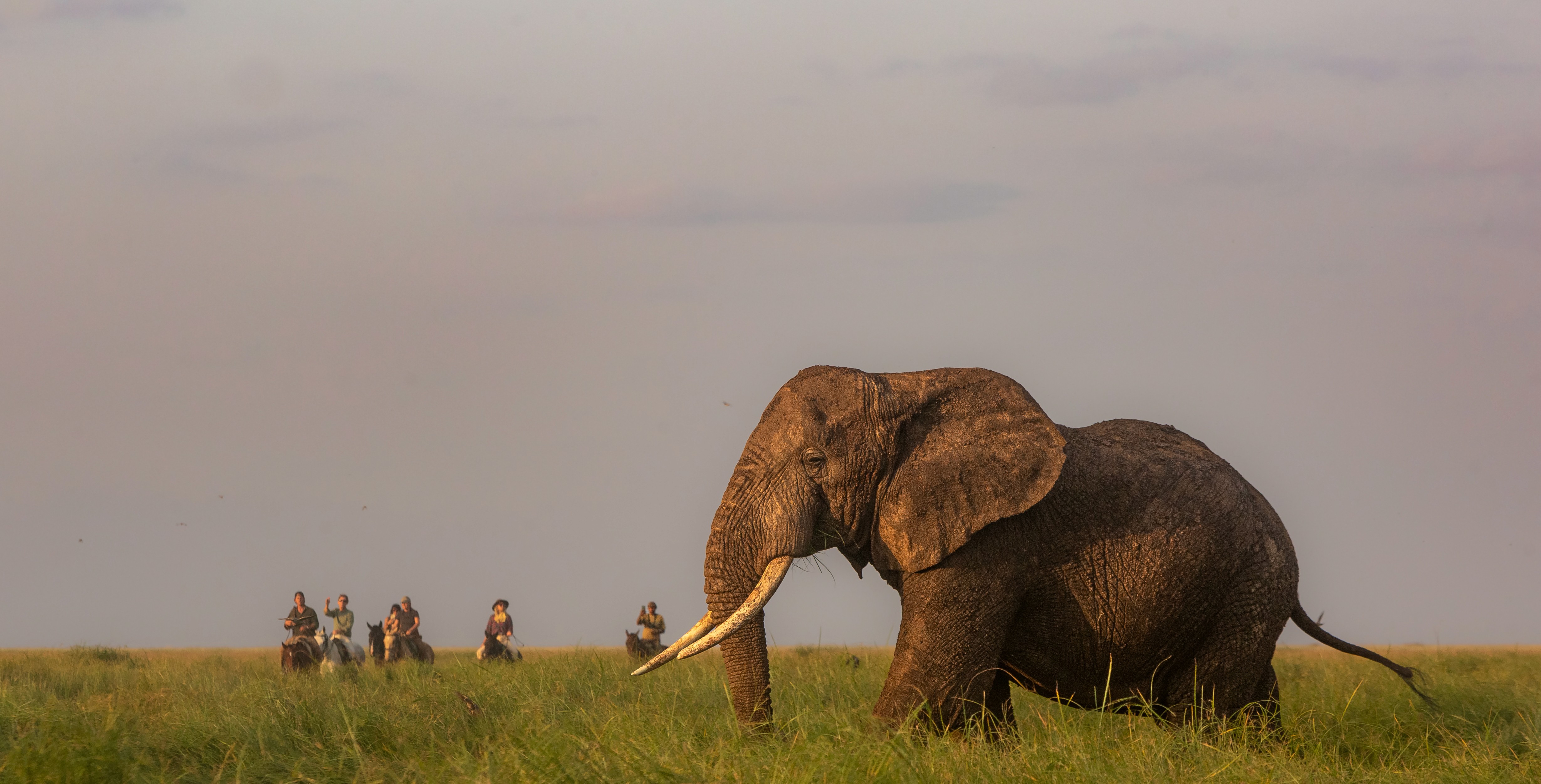 Kilimanjaro Elephant Ride, Arusha National Park, Tanzania – elefant i högt gräs tittar mot kameran, medan fem ryttare till häst på ridsafari i bakgrunden betraktar elefanten i ett grönt och frodigt landskap.