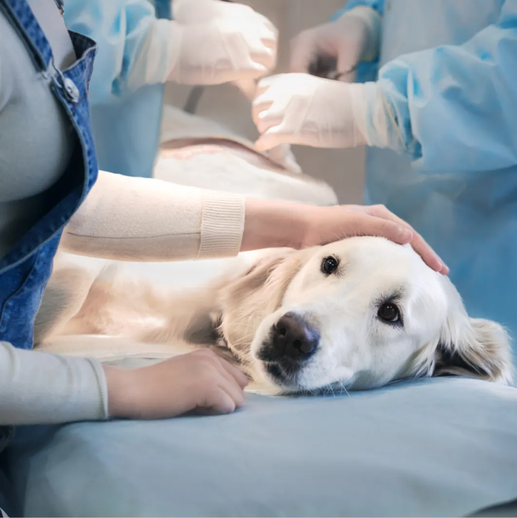 Capa do serviço de Emergência veterinária na Mooca com a estrutura da Way Care