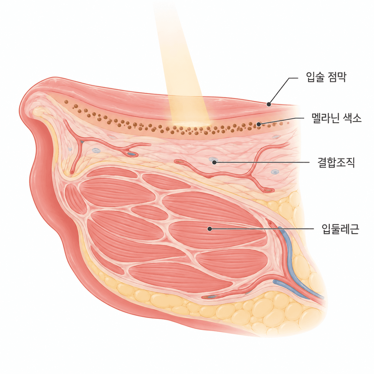 입술 색소는 얇은 점막의 맨 아래층에 모여 있어요