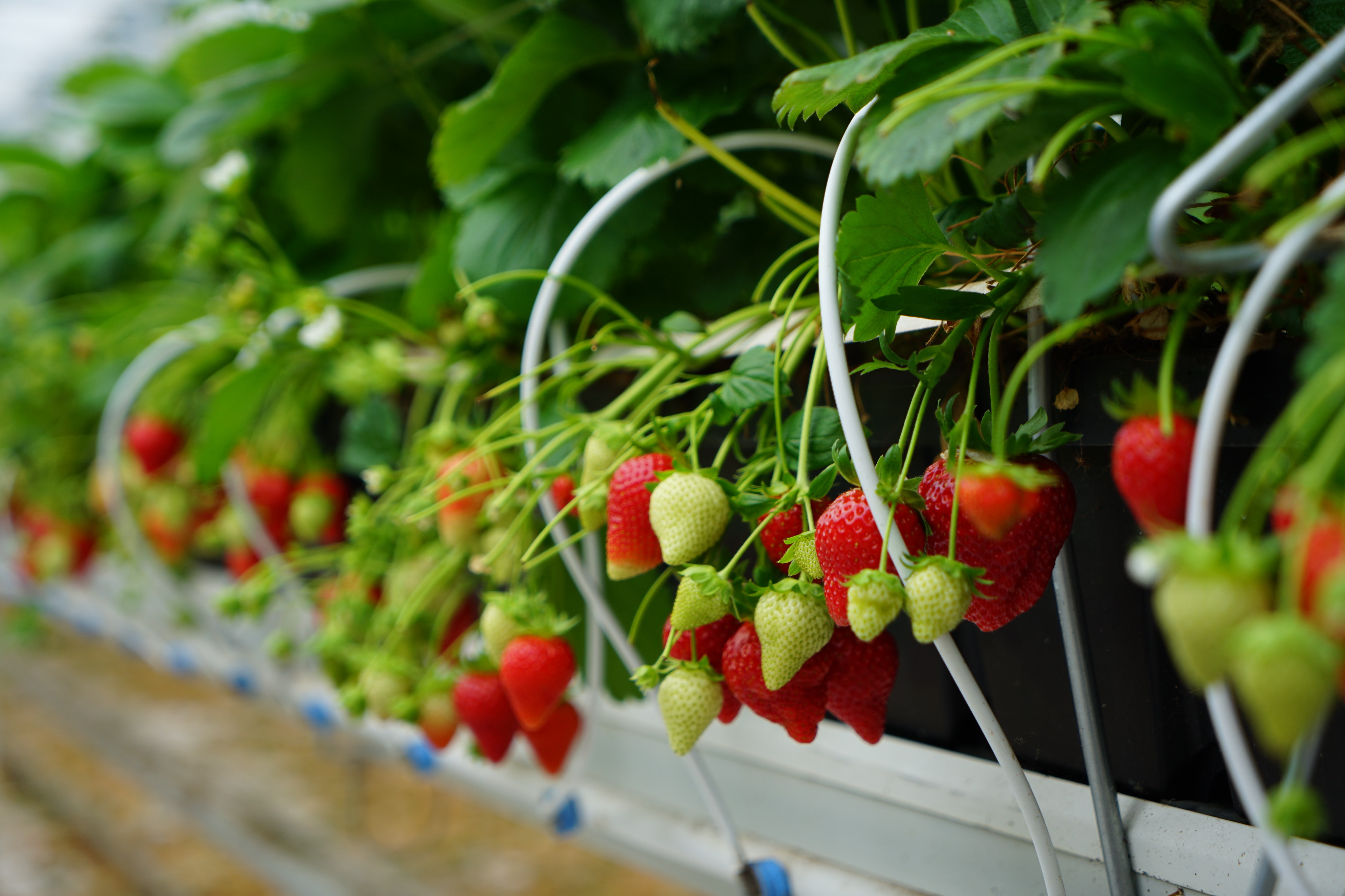 Fruitteelt Goesten & Opdam