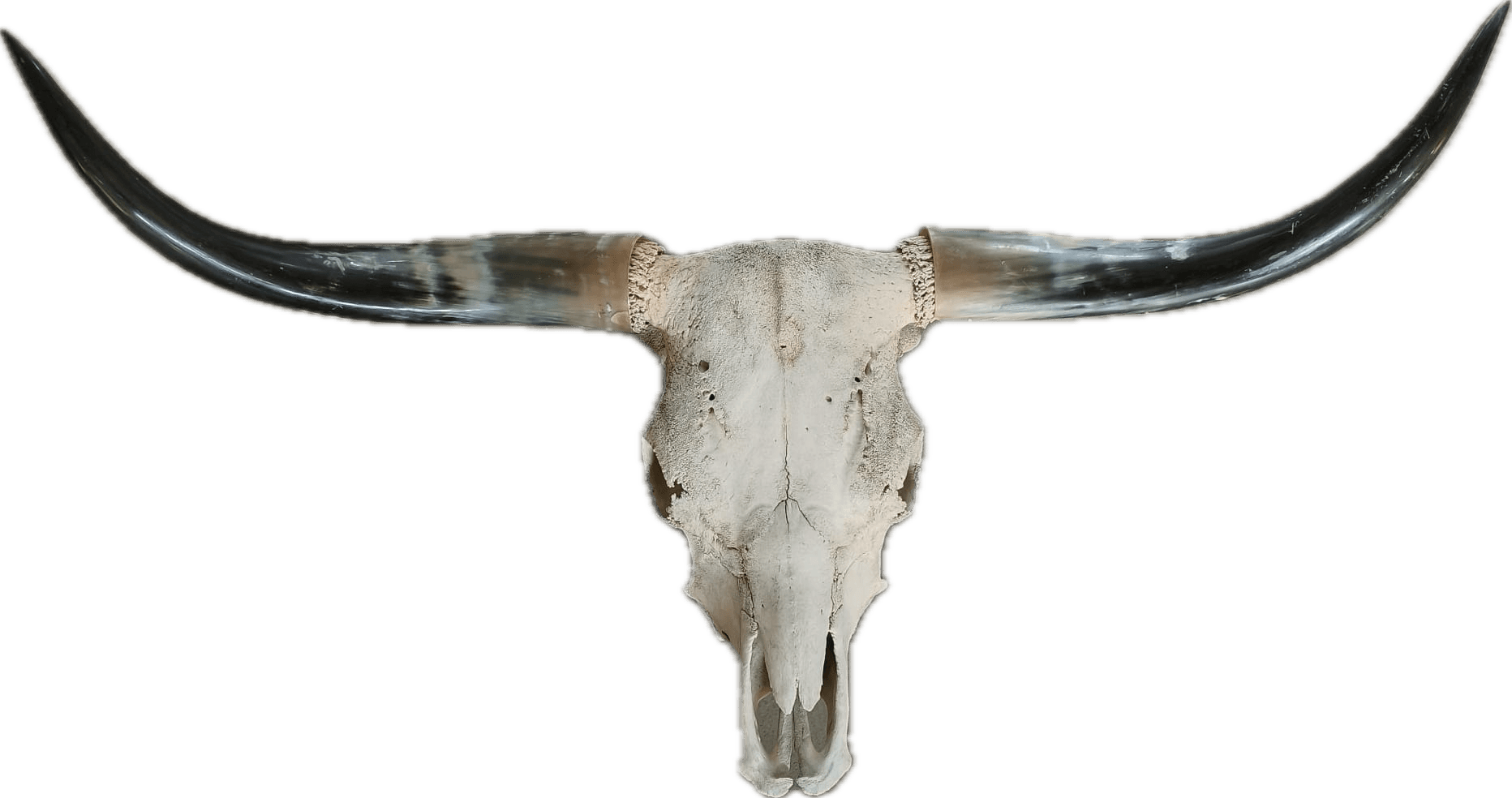 Animal skull as a divider