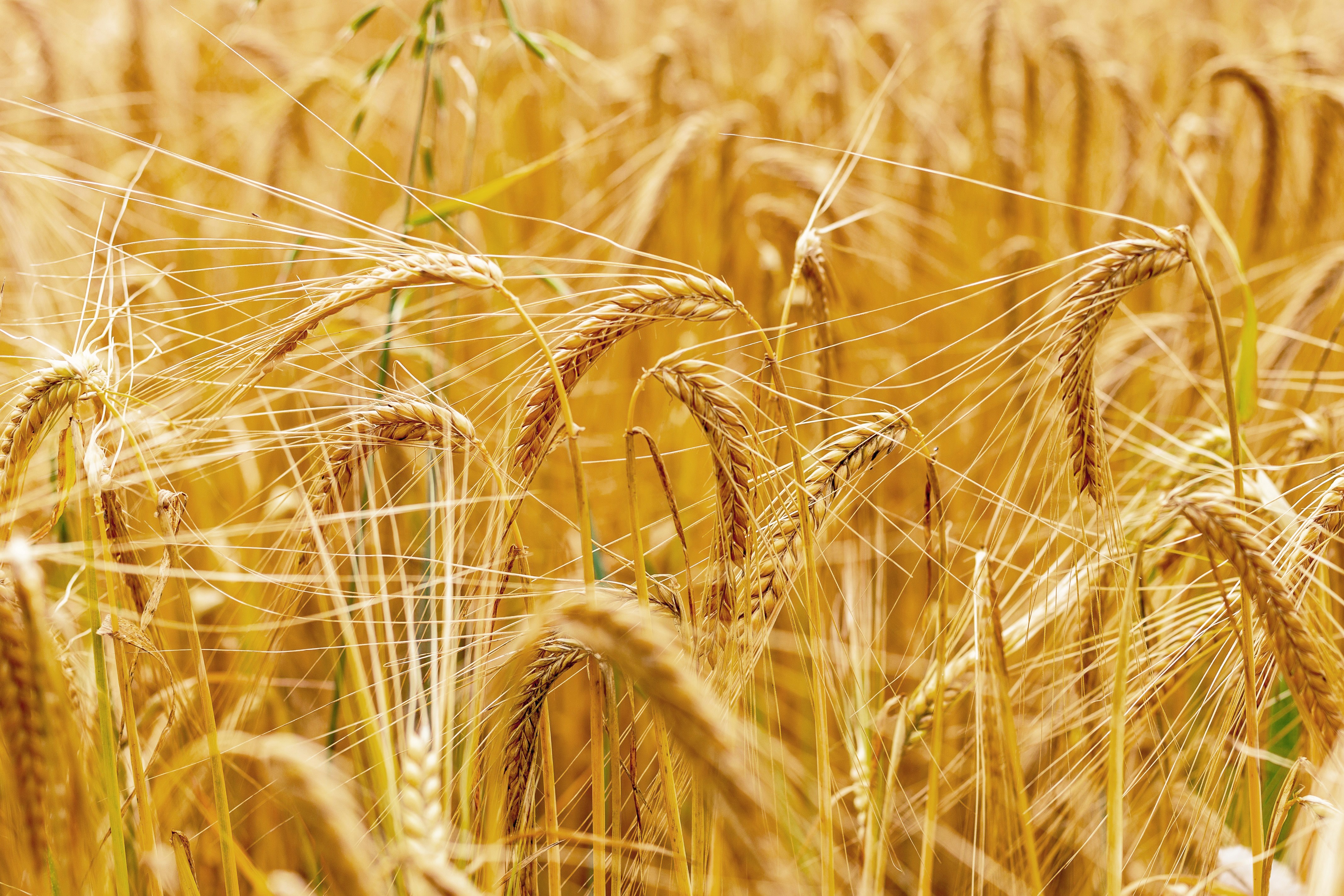 Hombre tomando una espiga de trigo en un campo dorado al atardecer