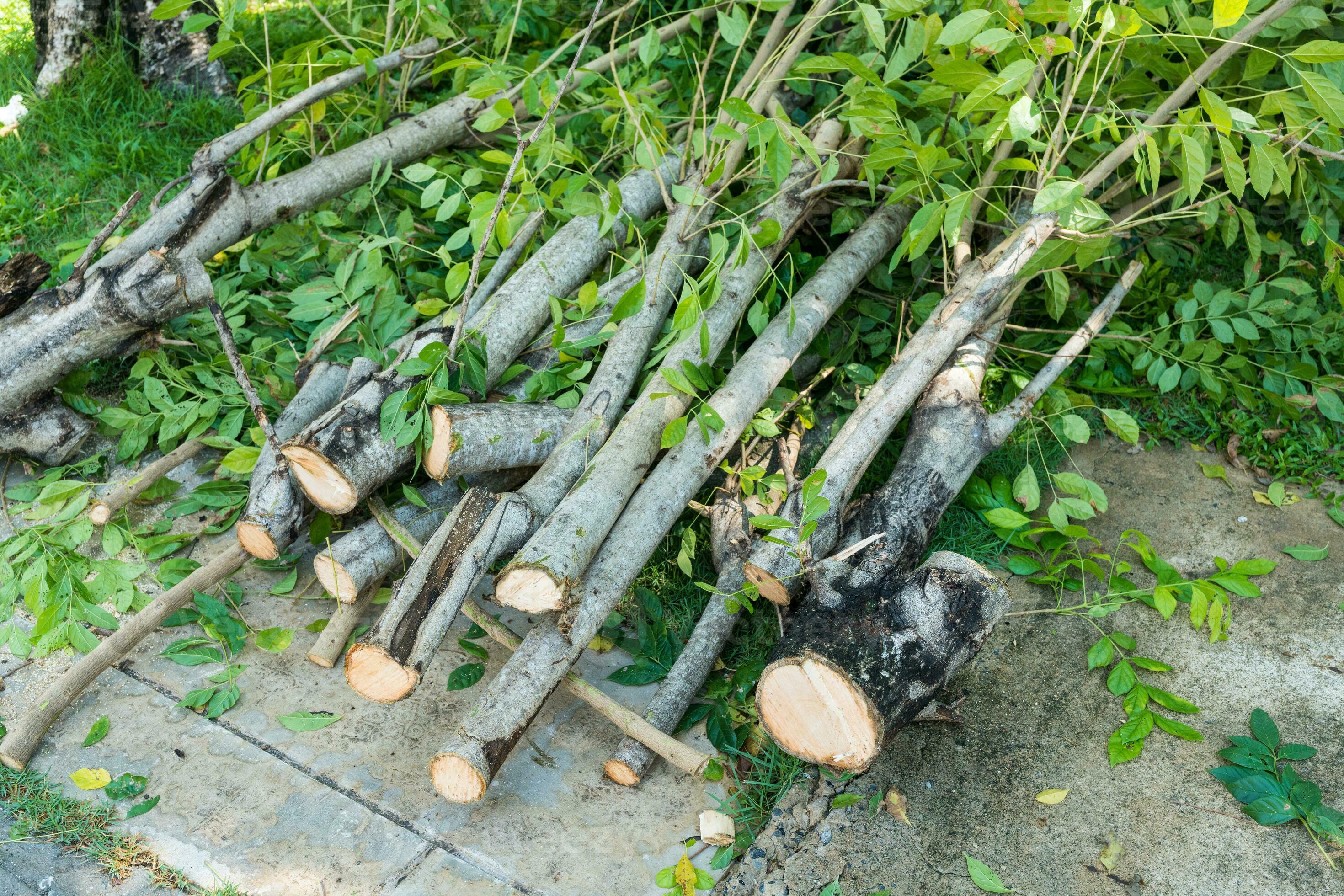 Tree/branch trimming