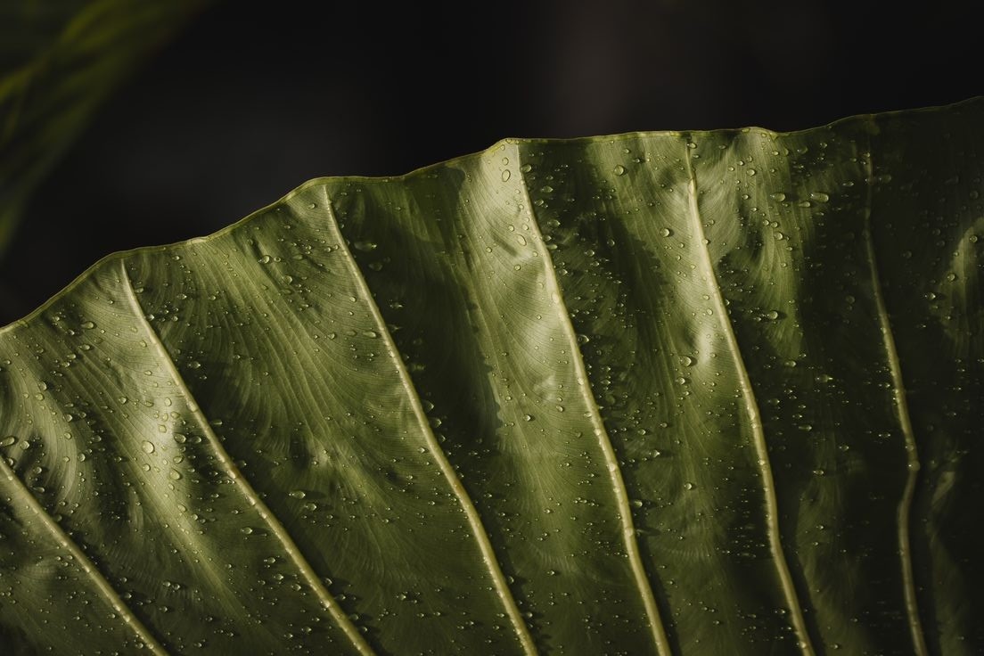 Product page Hero Image-many trees