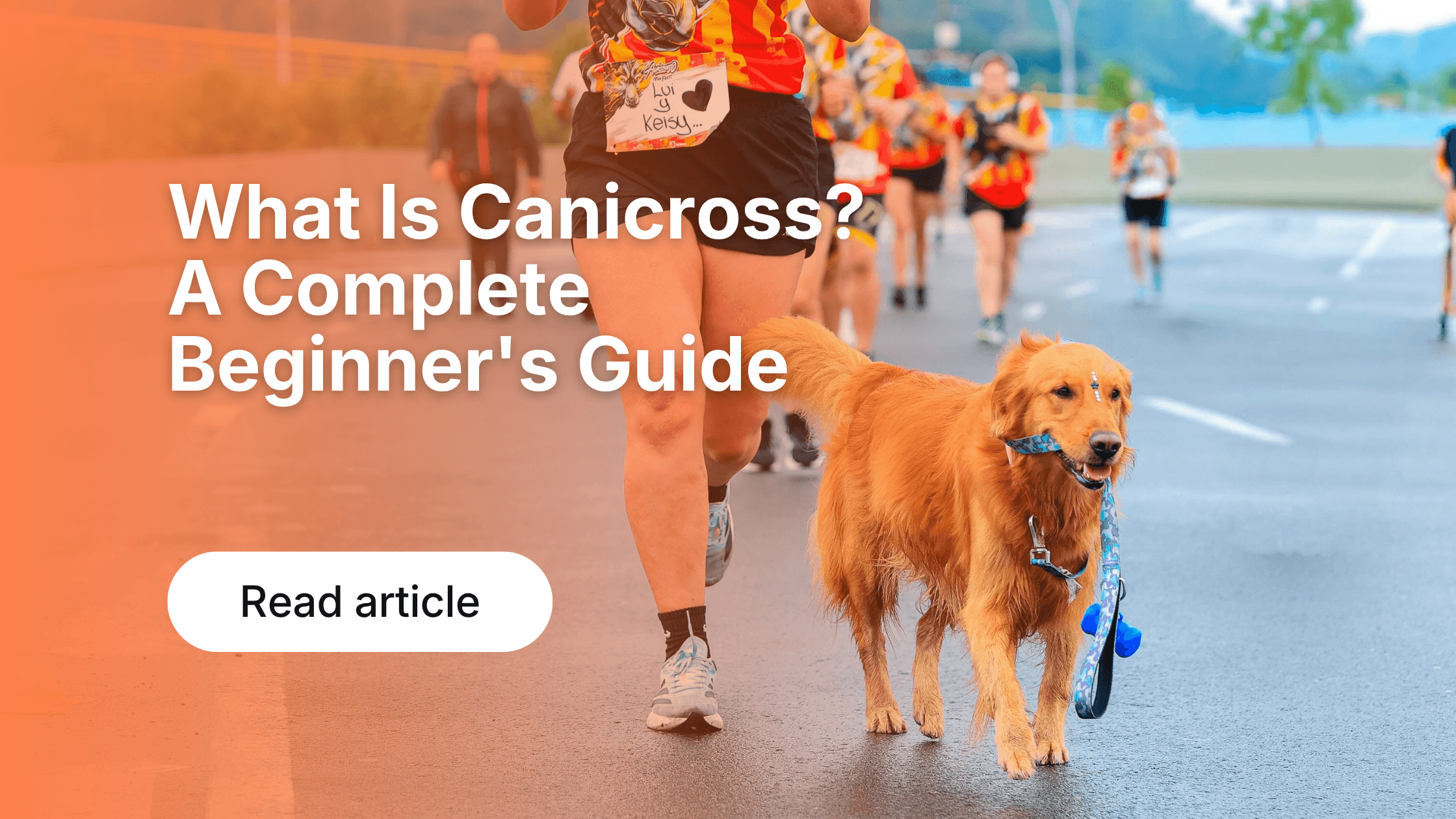 Runner and dog connected by bungee towline during a canicross session on a spring