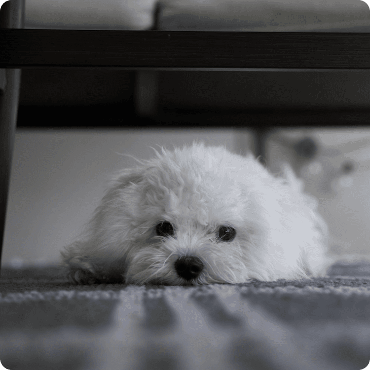 Happy Napo customer with their pet