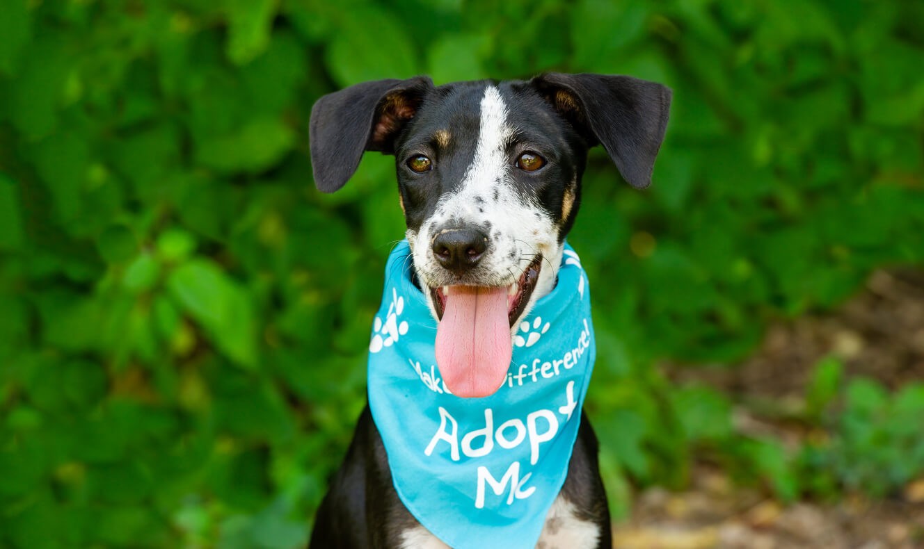 dog with adopt me bandana