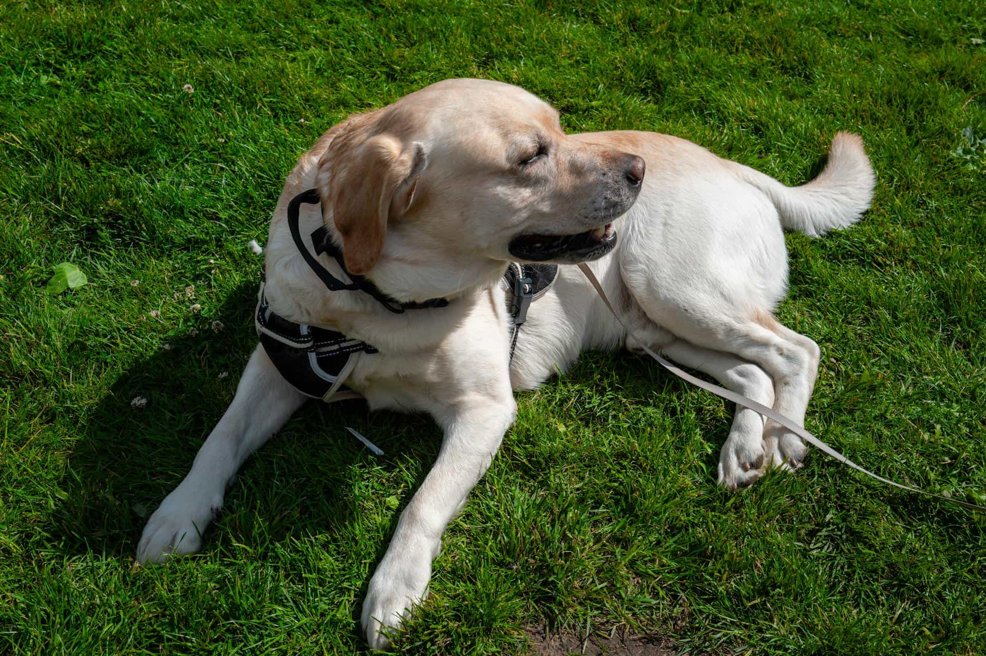 A Labrador Retriever is wearing a leash and lying down on the green grass.