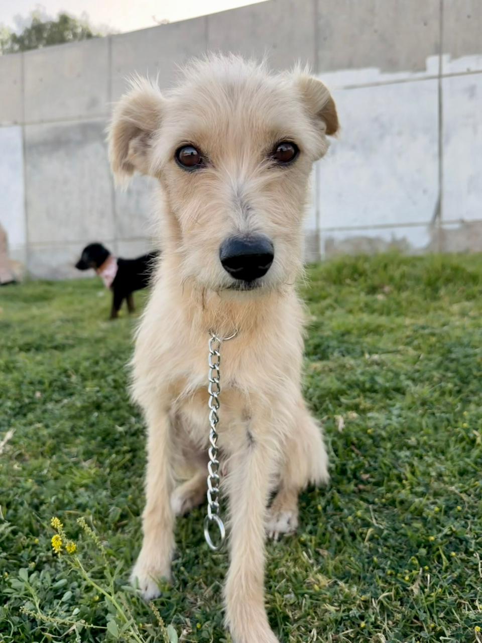 Dog photo