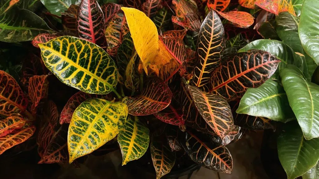 Petra Croton Plant.webp