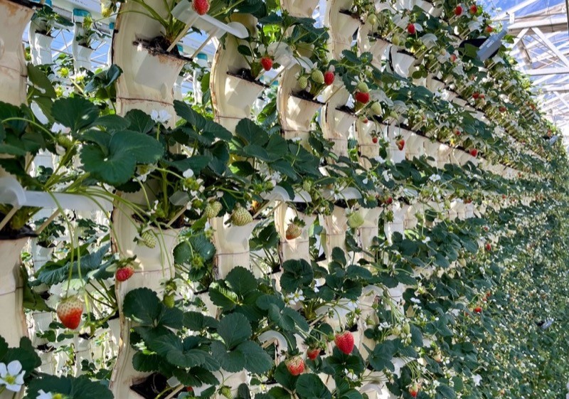 Vertical strawberry farming at CAN Agri in Pretoria.