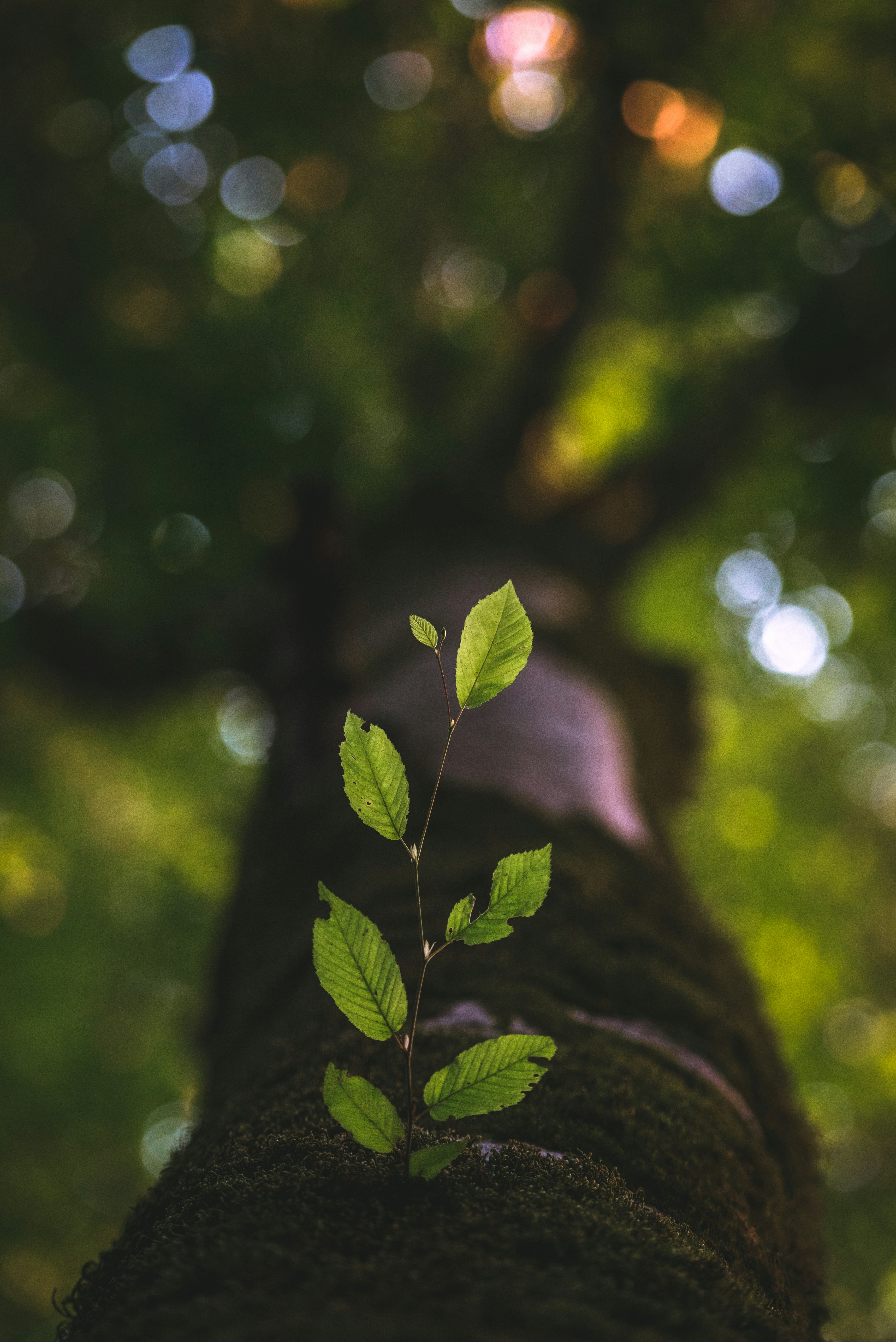 a close up of a plant with lots of leaves