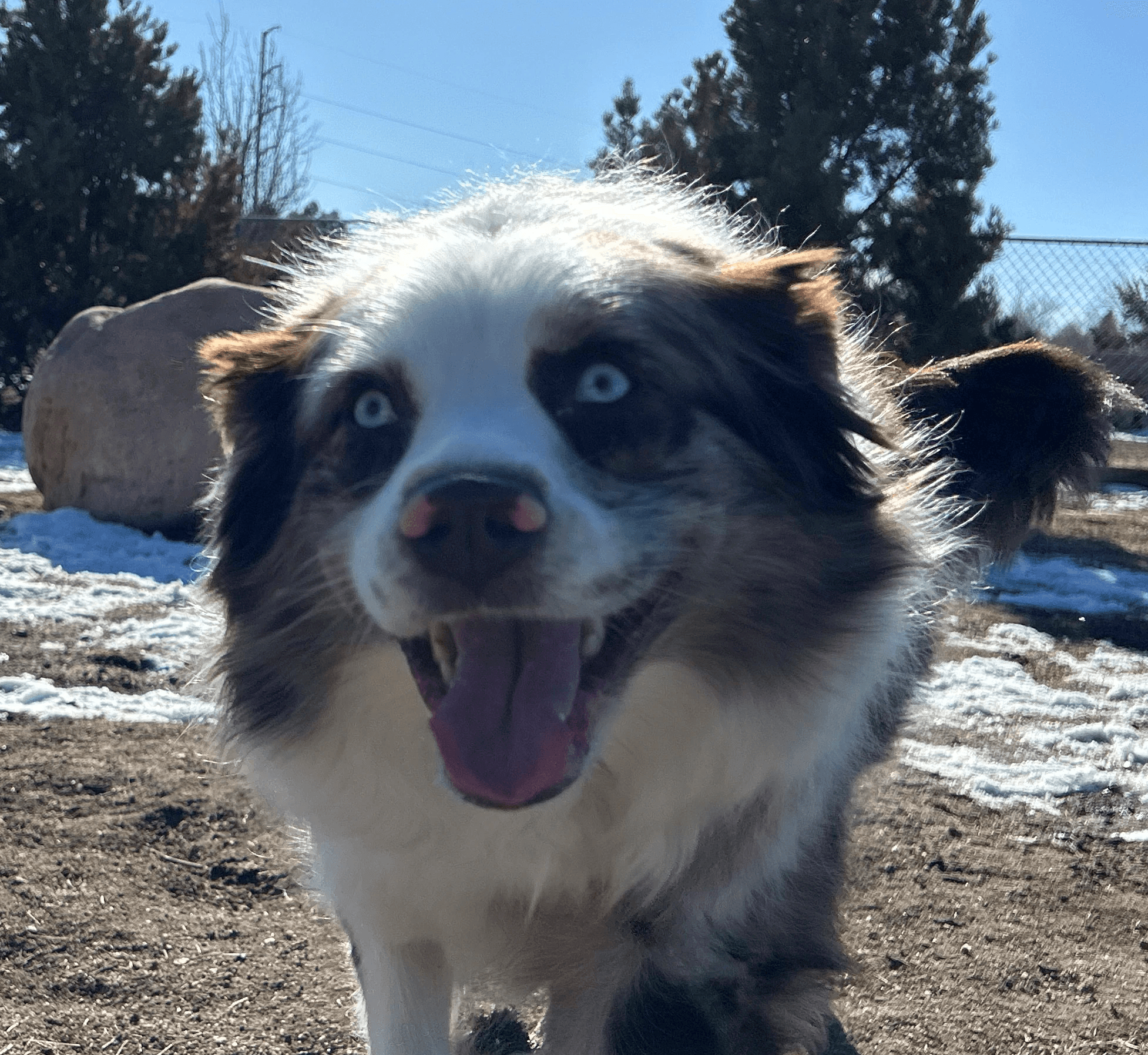 Cute Austrial Shepard Dog