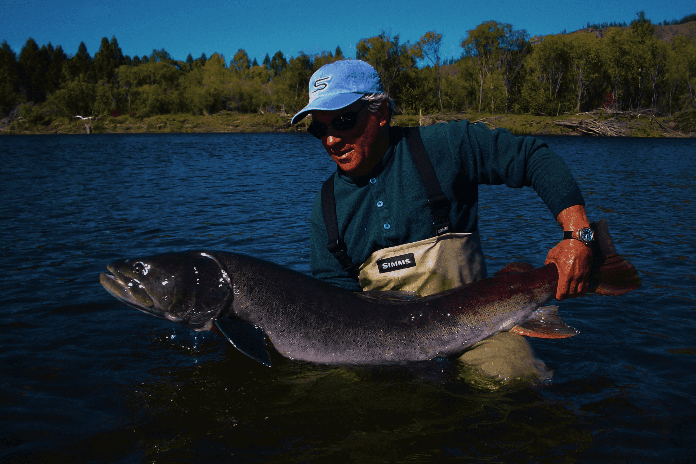 Close-up of evergreen foliage, showcasing vibrant green needles densely packed together.