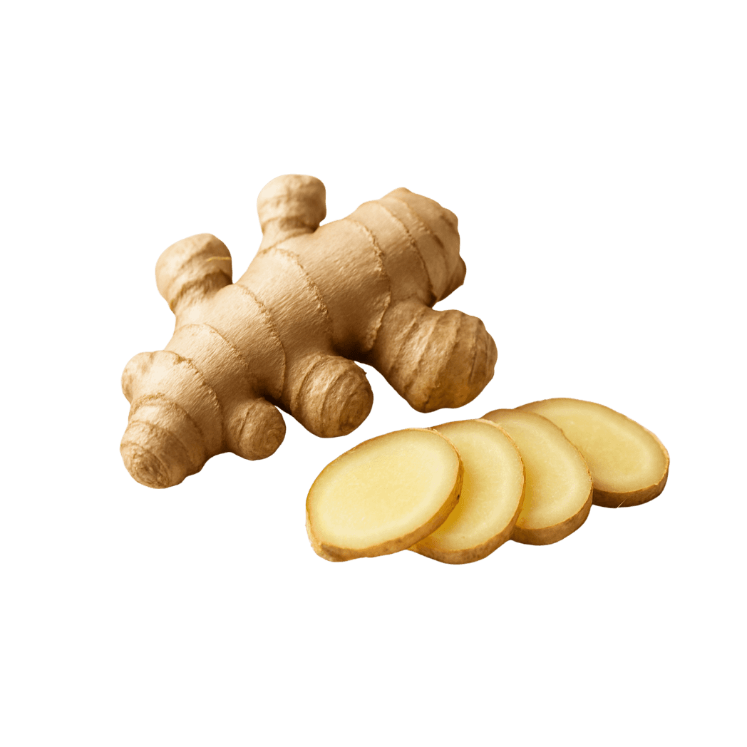 Ashwagandha Root Cross-Section