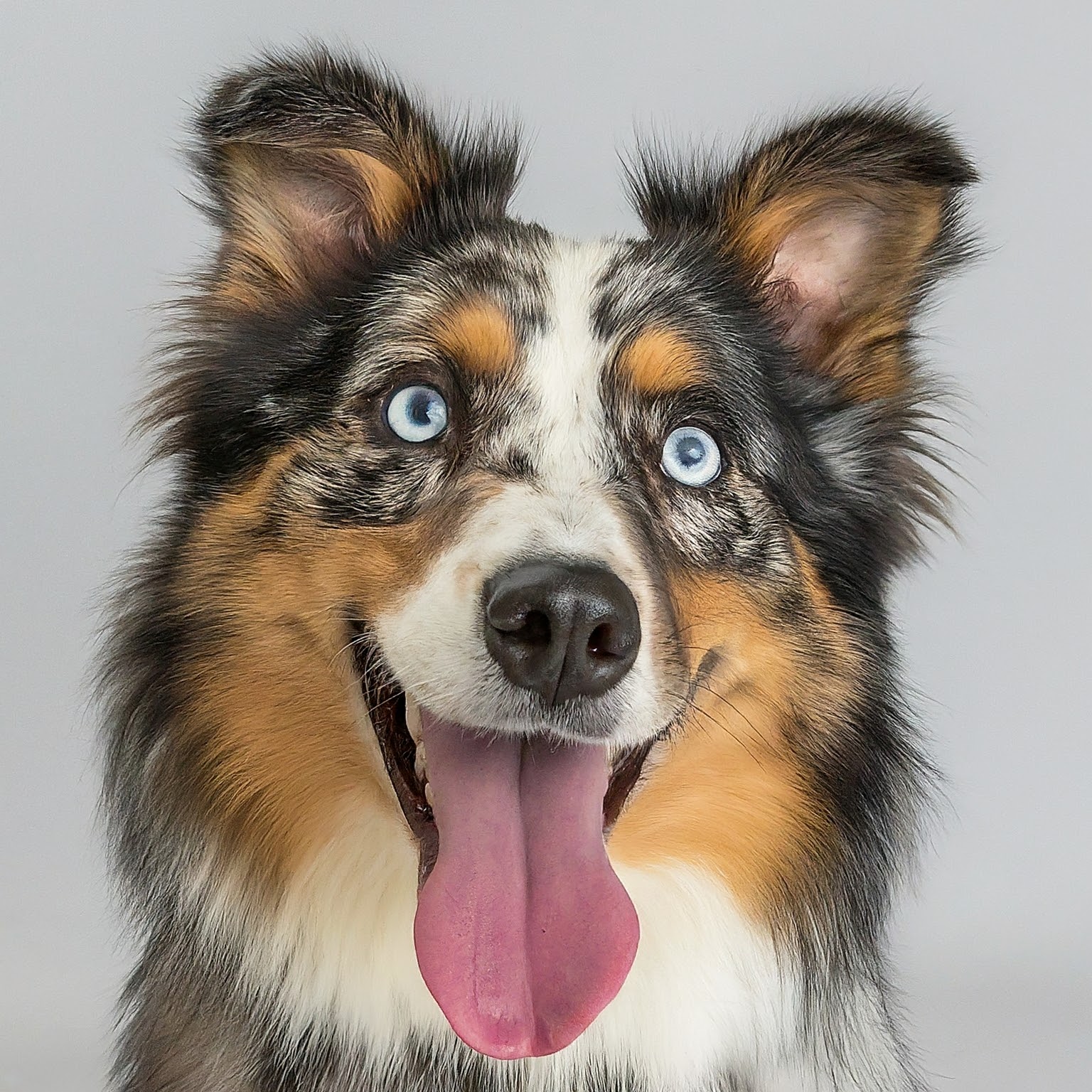 BUDDYUNO, Australian Shepherd Husky