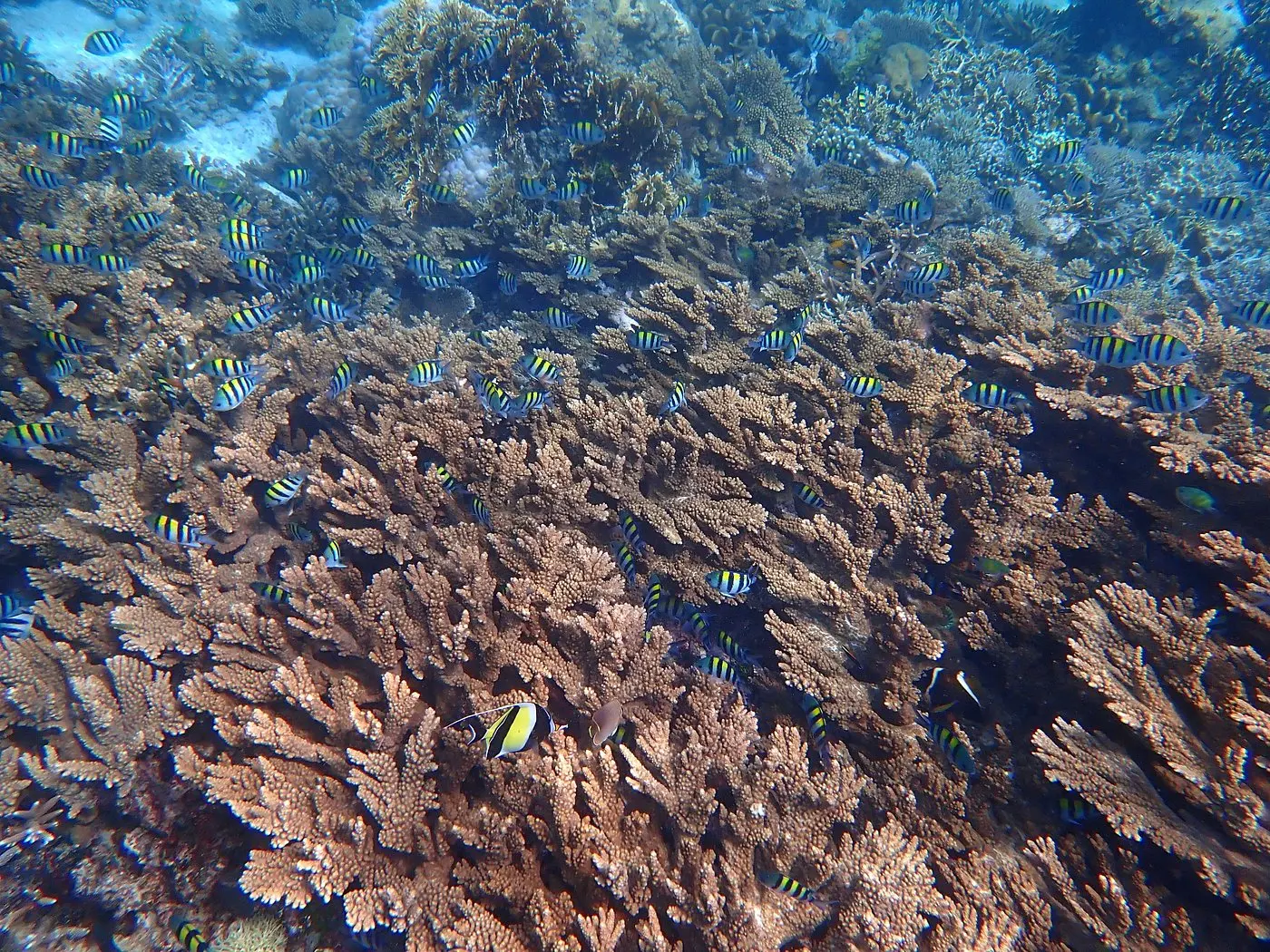 Coral in Raja Ampat