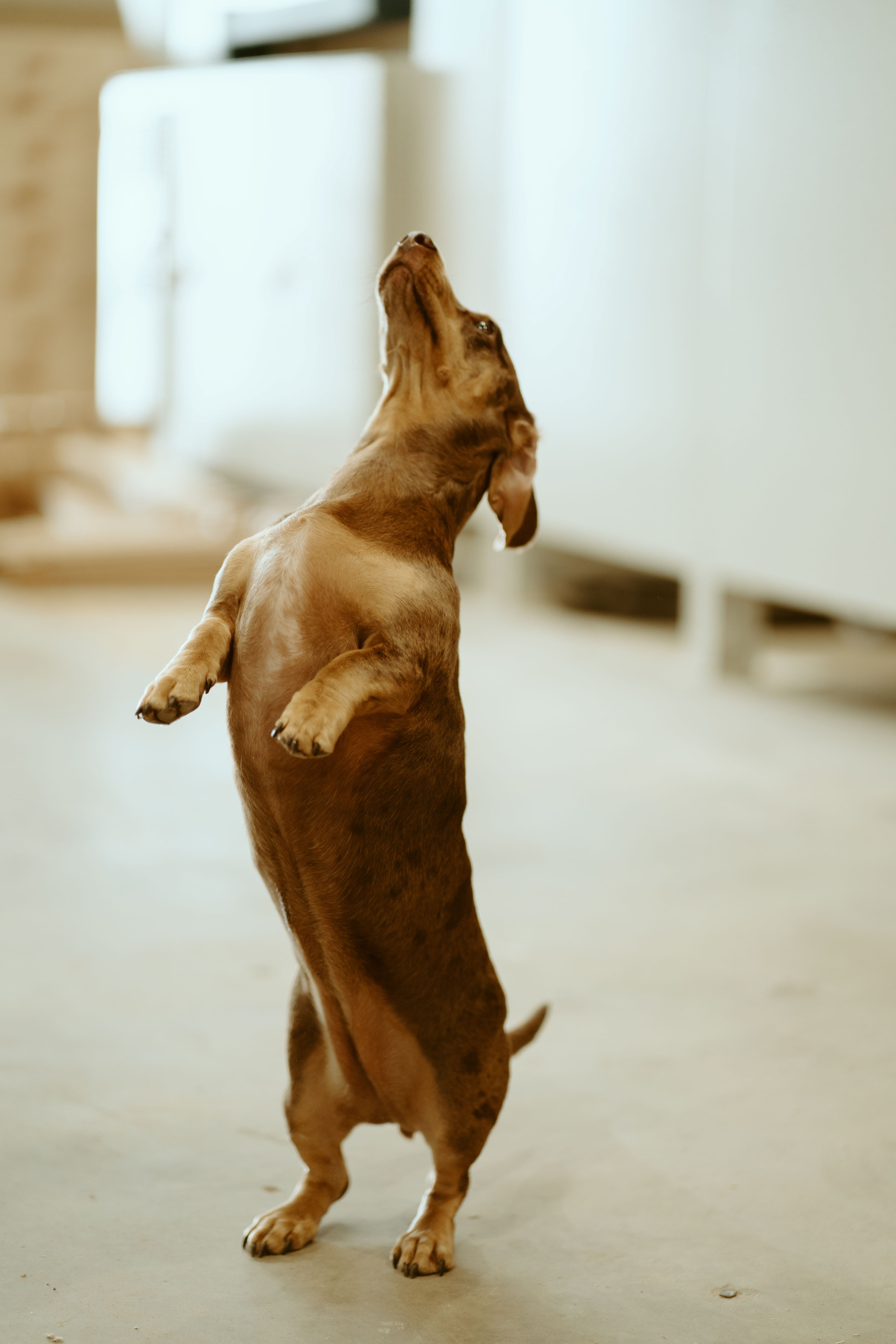 A fast black sports car races down the highway.