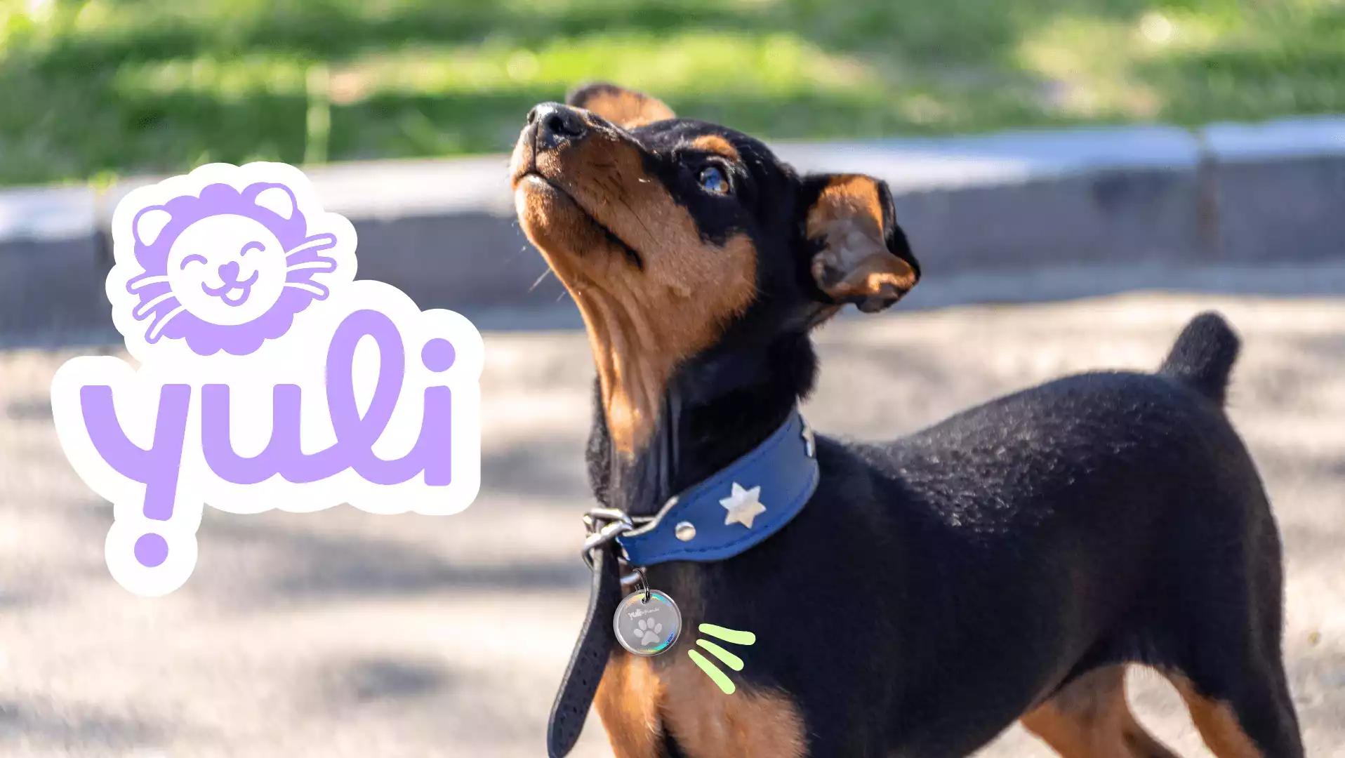 Refonte de l'identité visuelle et création de supports graphiques pour Yuli, médaille connectée dédiée au bien-être animal