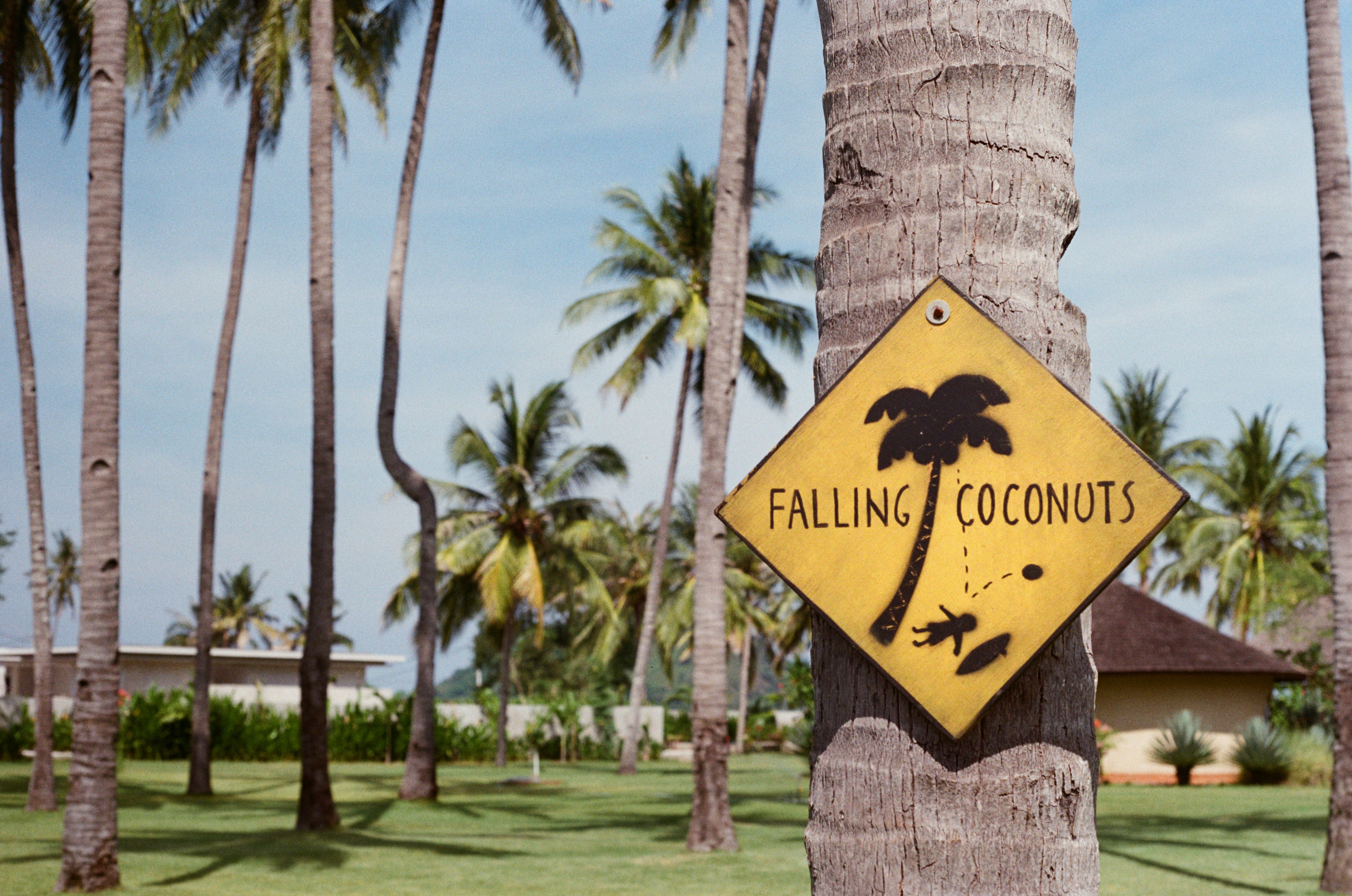 Analog film photo of a tropical warning sign: beware of falling coconuts