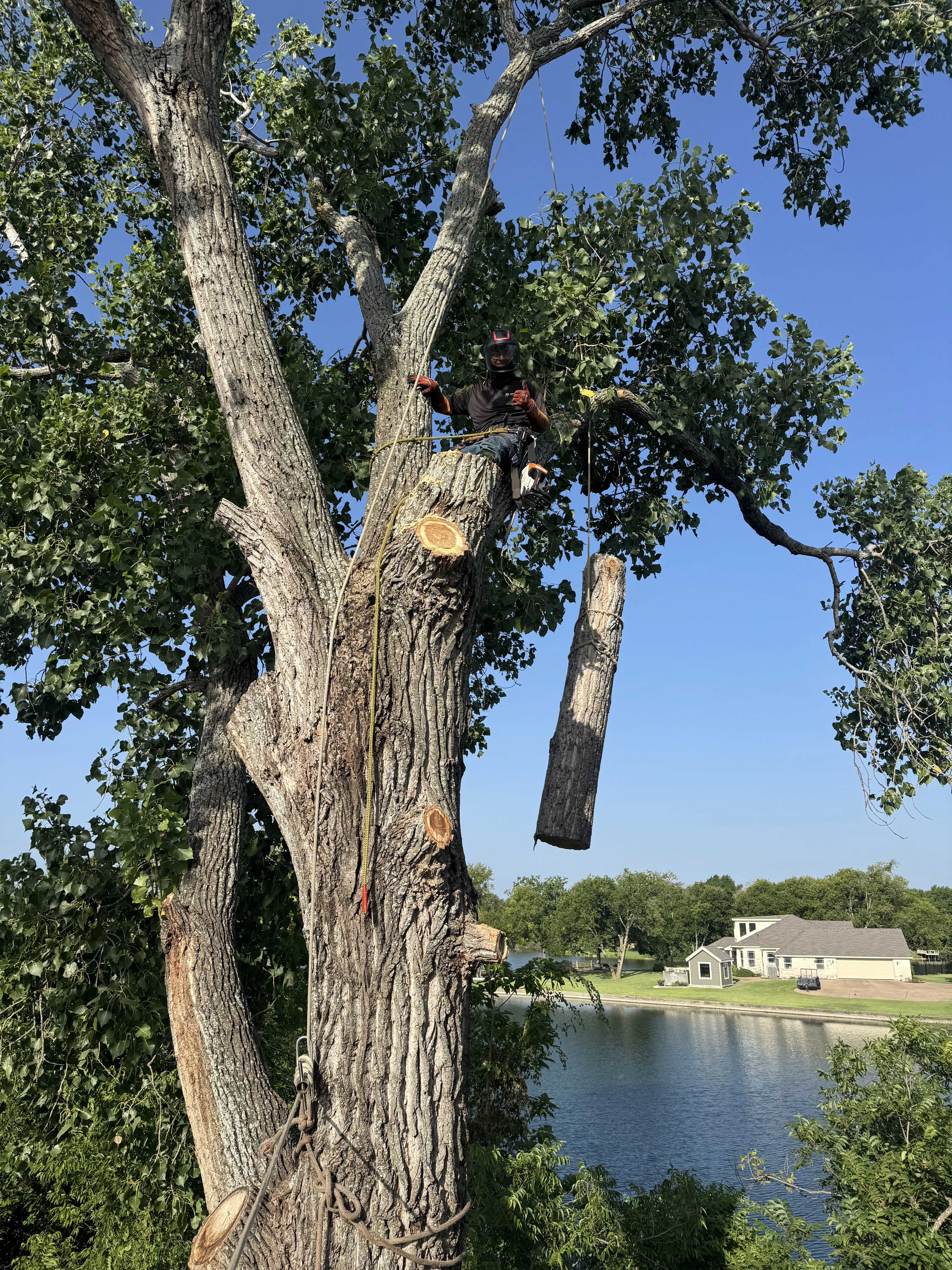 A tree climber cutting branches