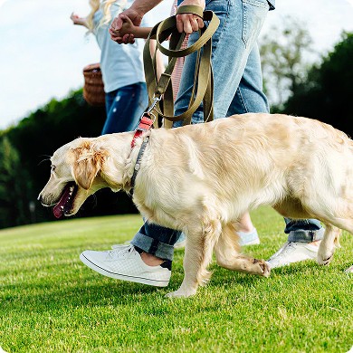 Pet Food Brand With Healthy & Tasty Pet treats