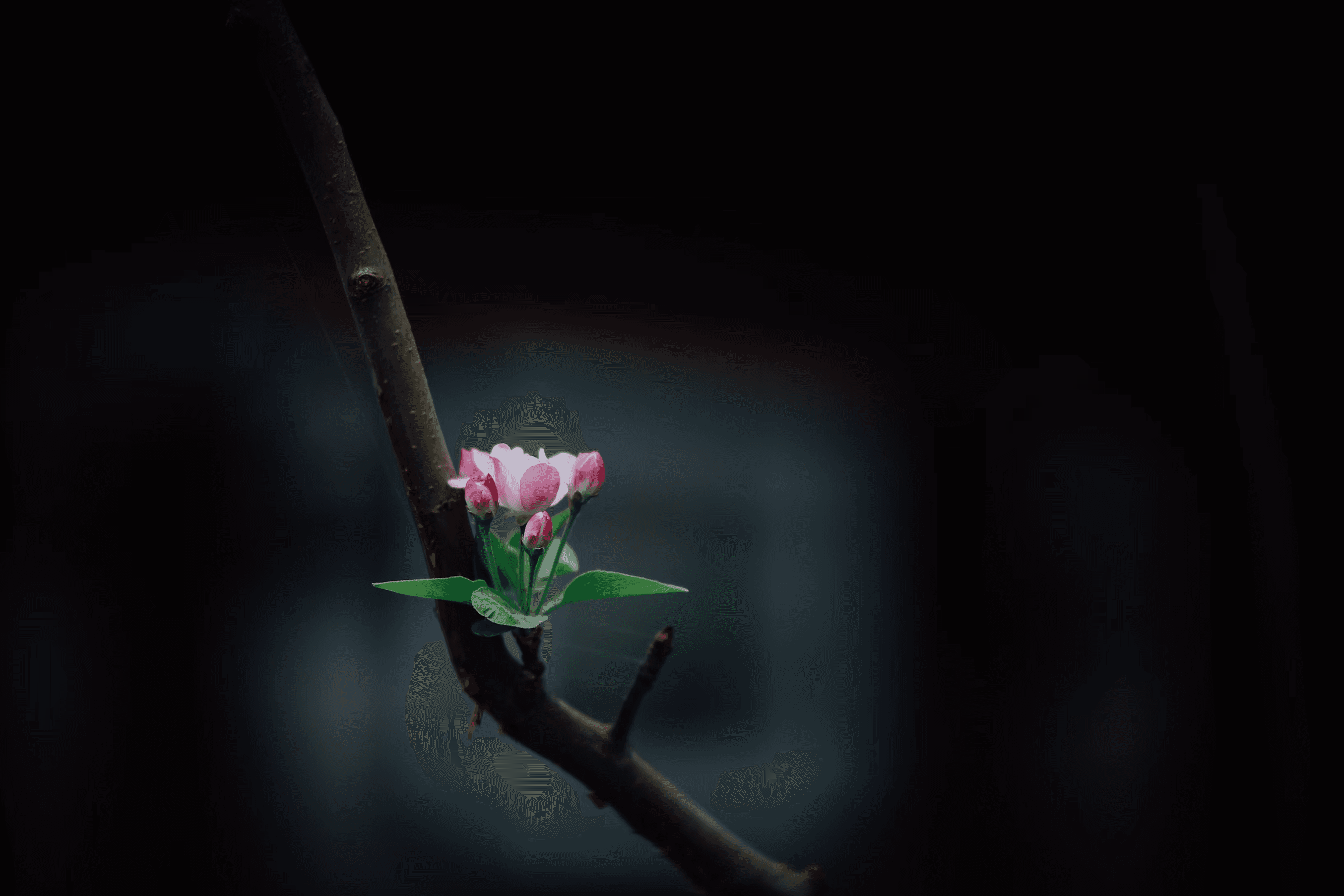 A delicate pink flower blooming on a dark branch.