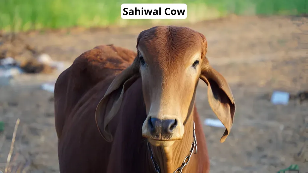 Sahiwal Cow Breed in India.webp