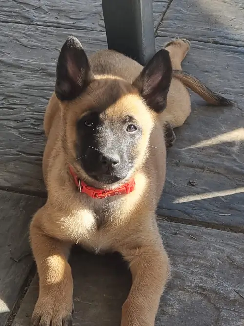 Malinois puppy lying down on his belly and looking up at the camera