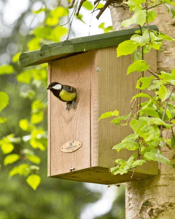 Koolmees in volgelhuisje op golfbaan