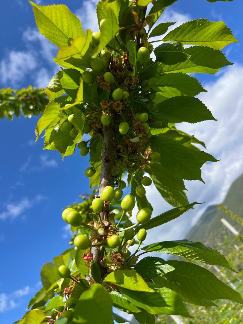 Ripening cherries in Northern Greek orchards.