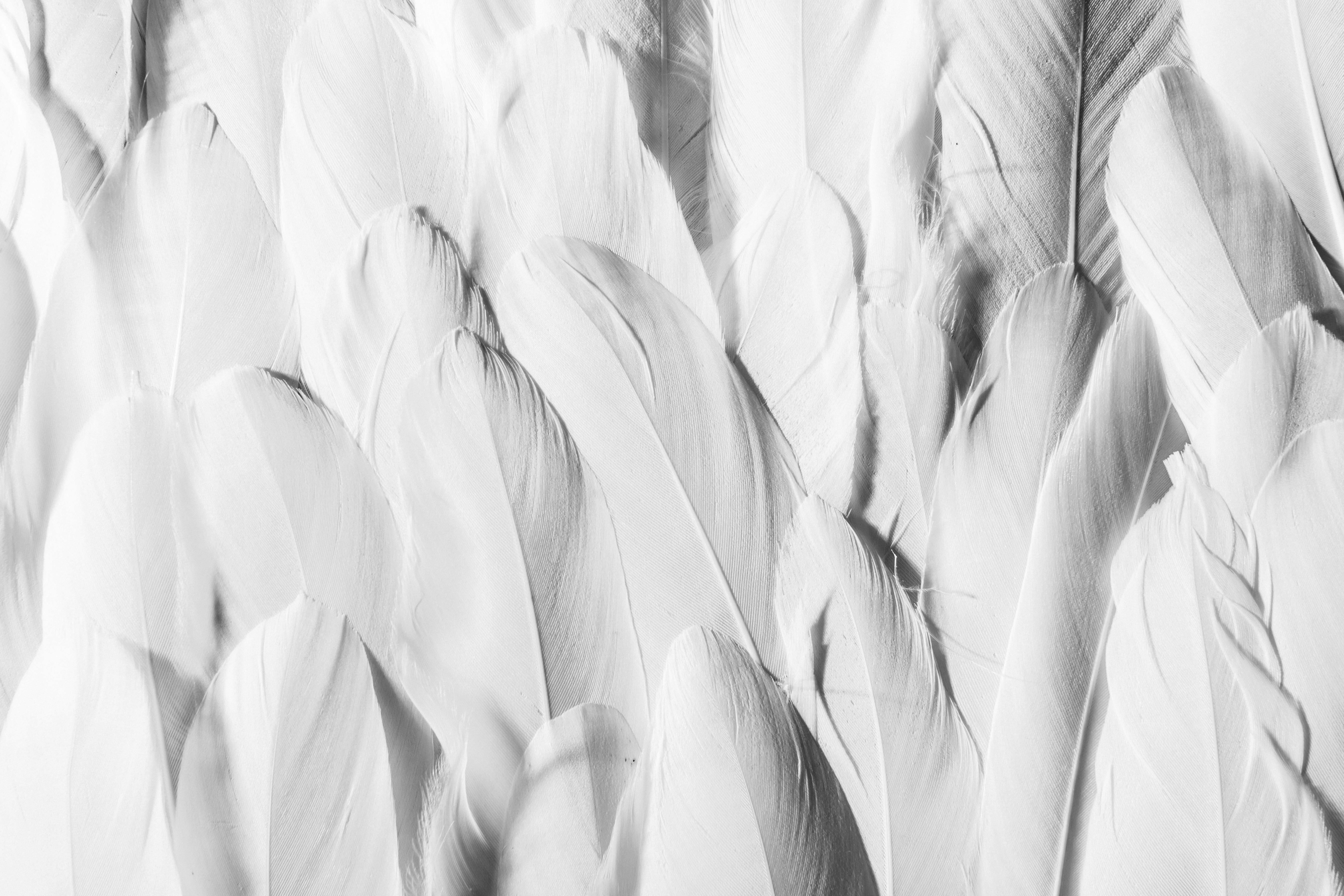 Detailaufnahme weißer Federn mit feiner Struktur und sanftem Licht, abstrakte, ruhige Komposition.