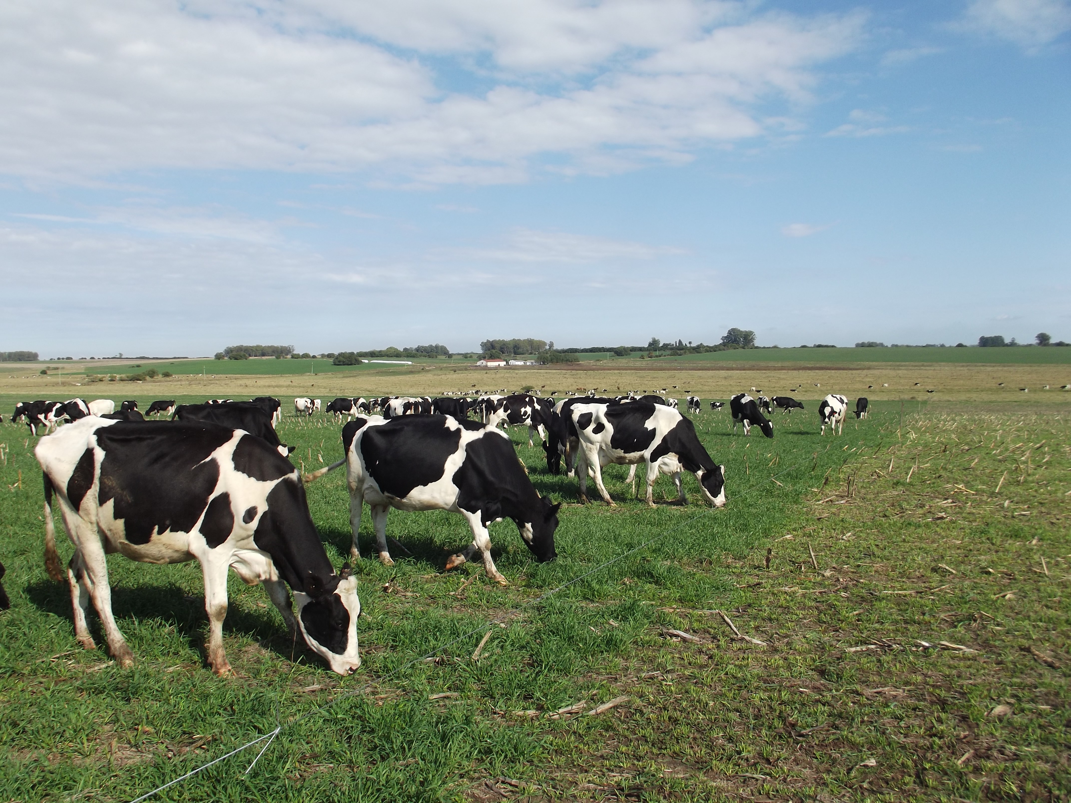 Lecheria relacion toxica