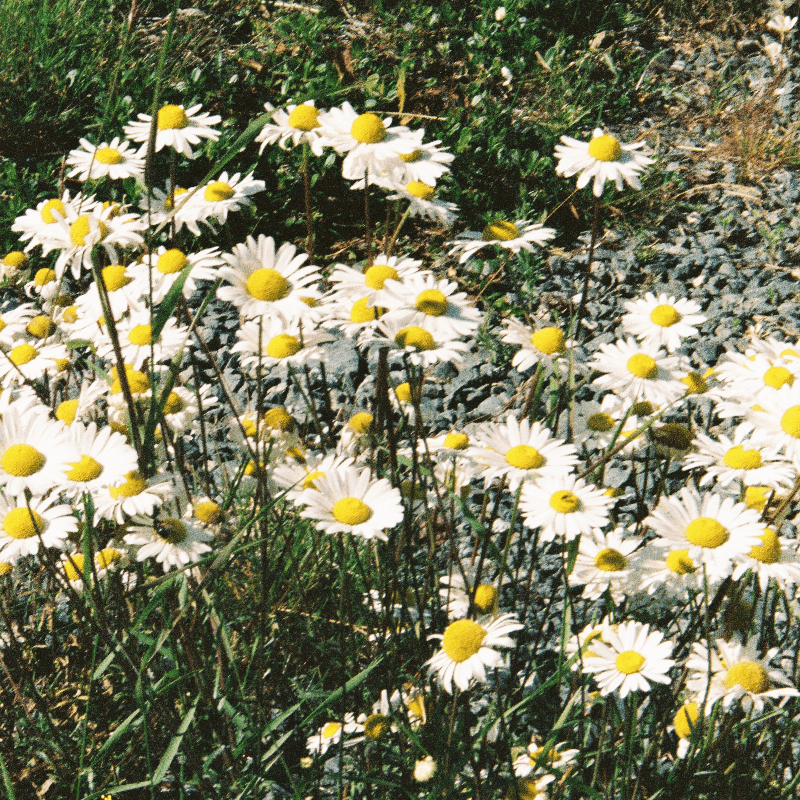 daisies 2026