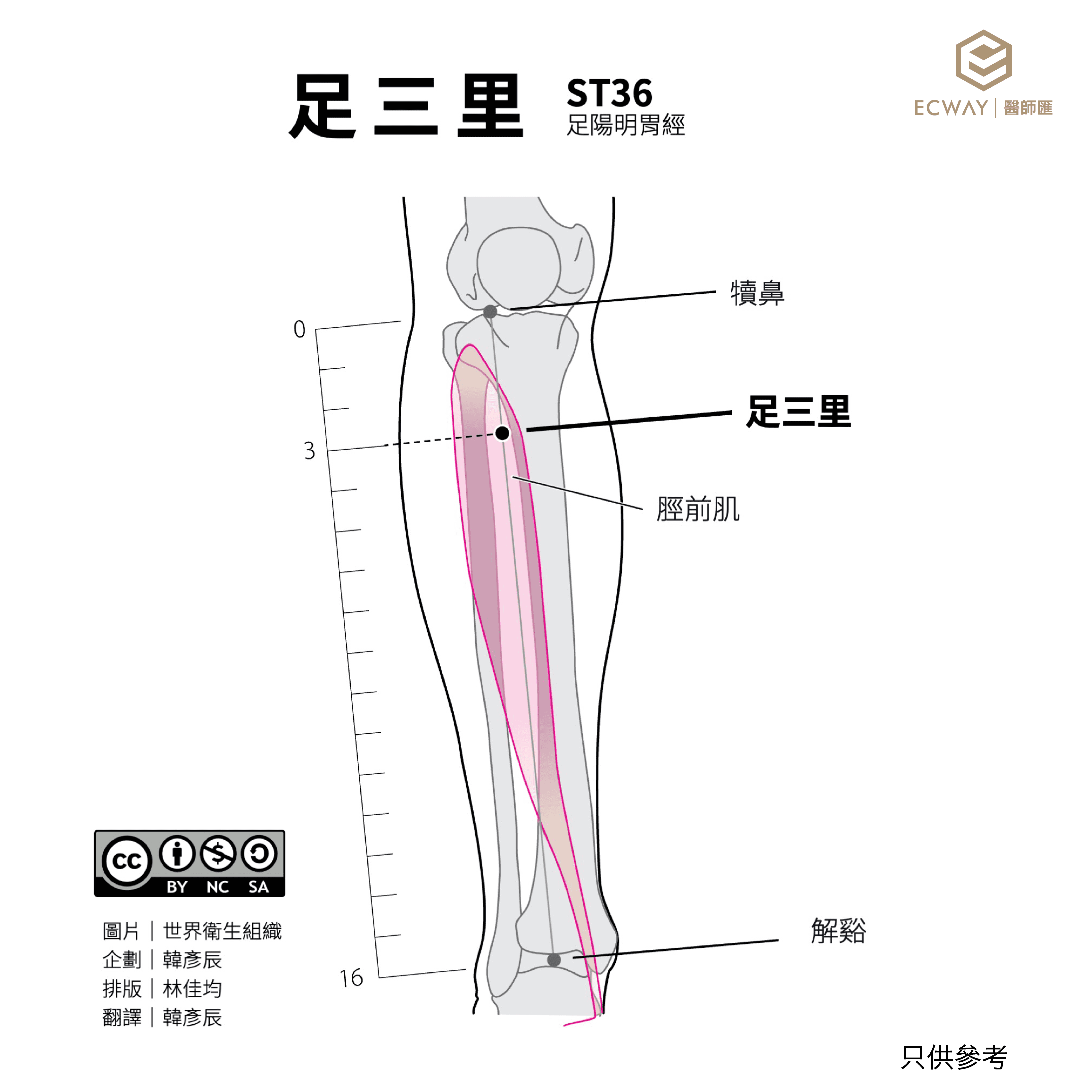 足三里穴