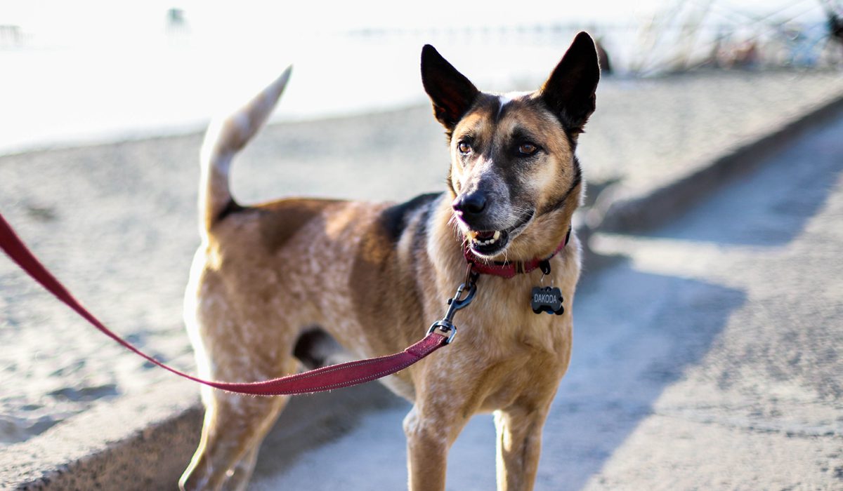 A happy dog on a leash by the beach