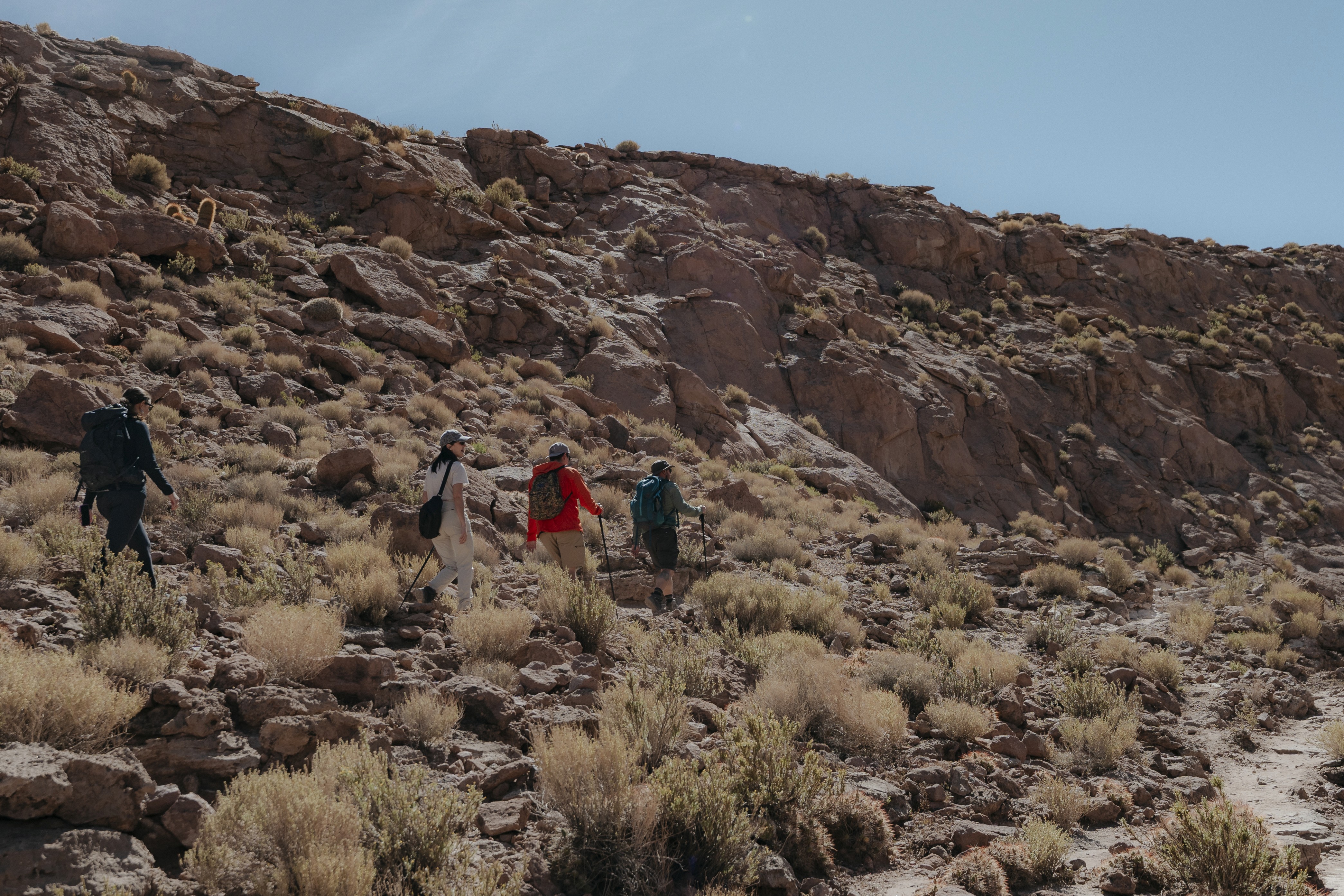 animal running on field