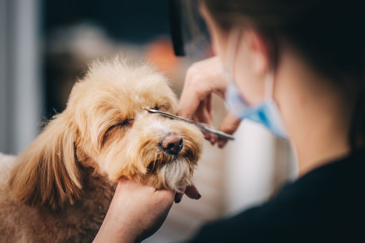 Pet groomer carefully trimming a dog's face