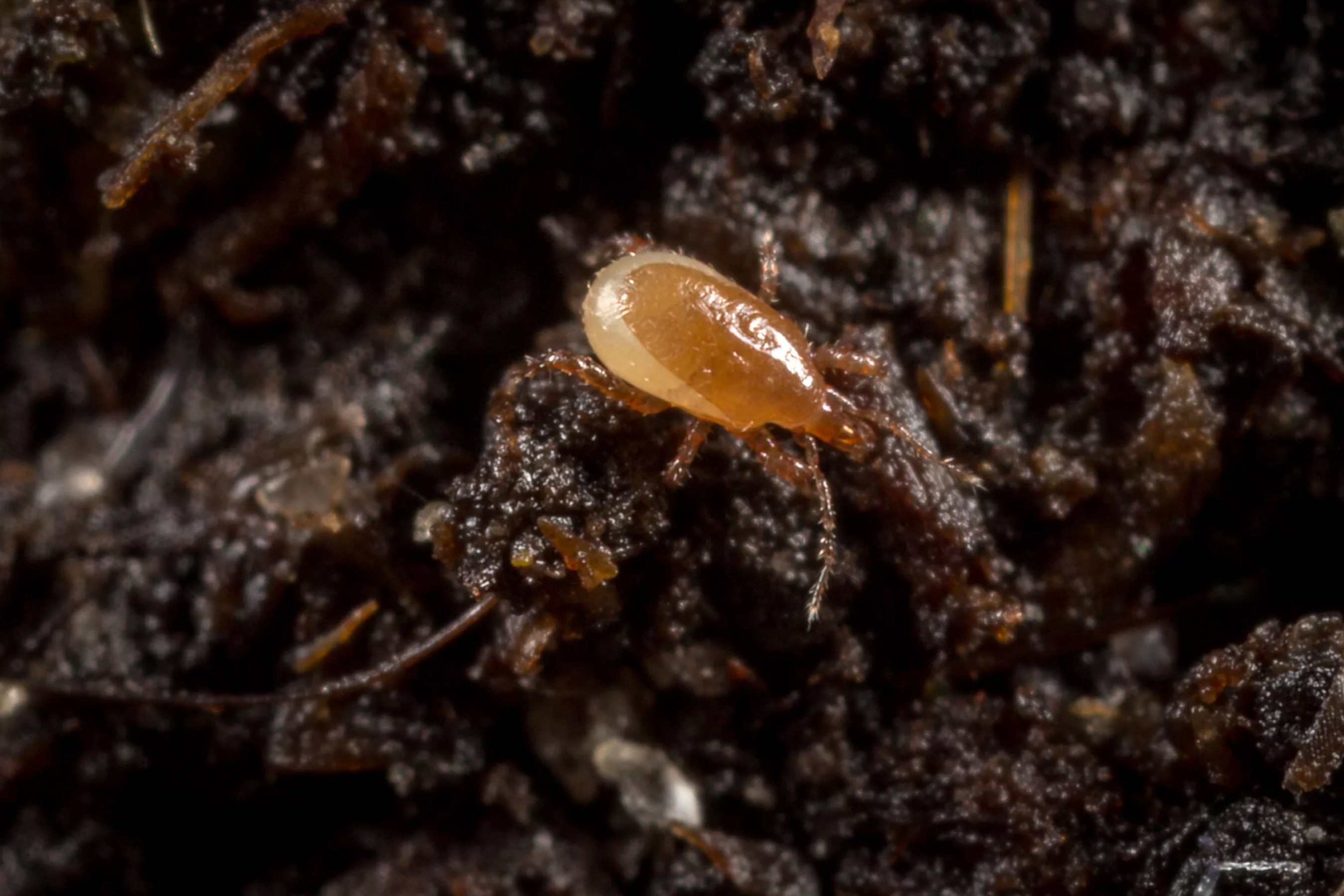 Macro photo of wood mite
