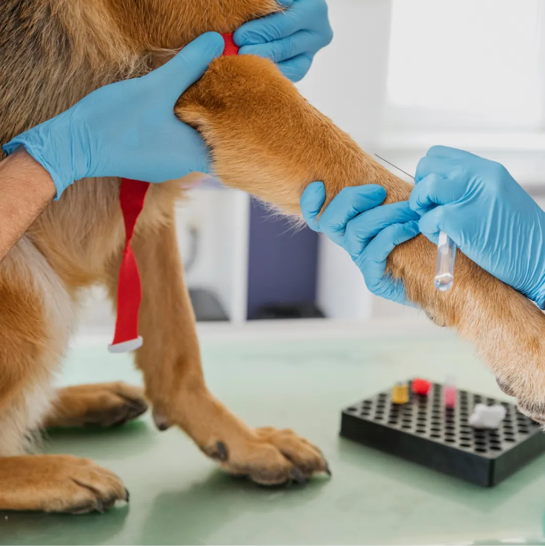 Imagem do serviço veterinário Exames Laboratoriais
