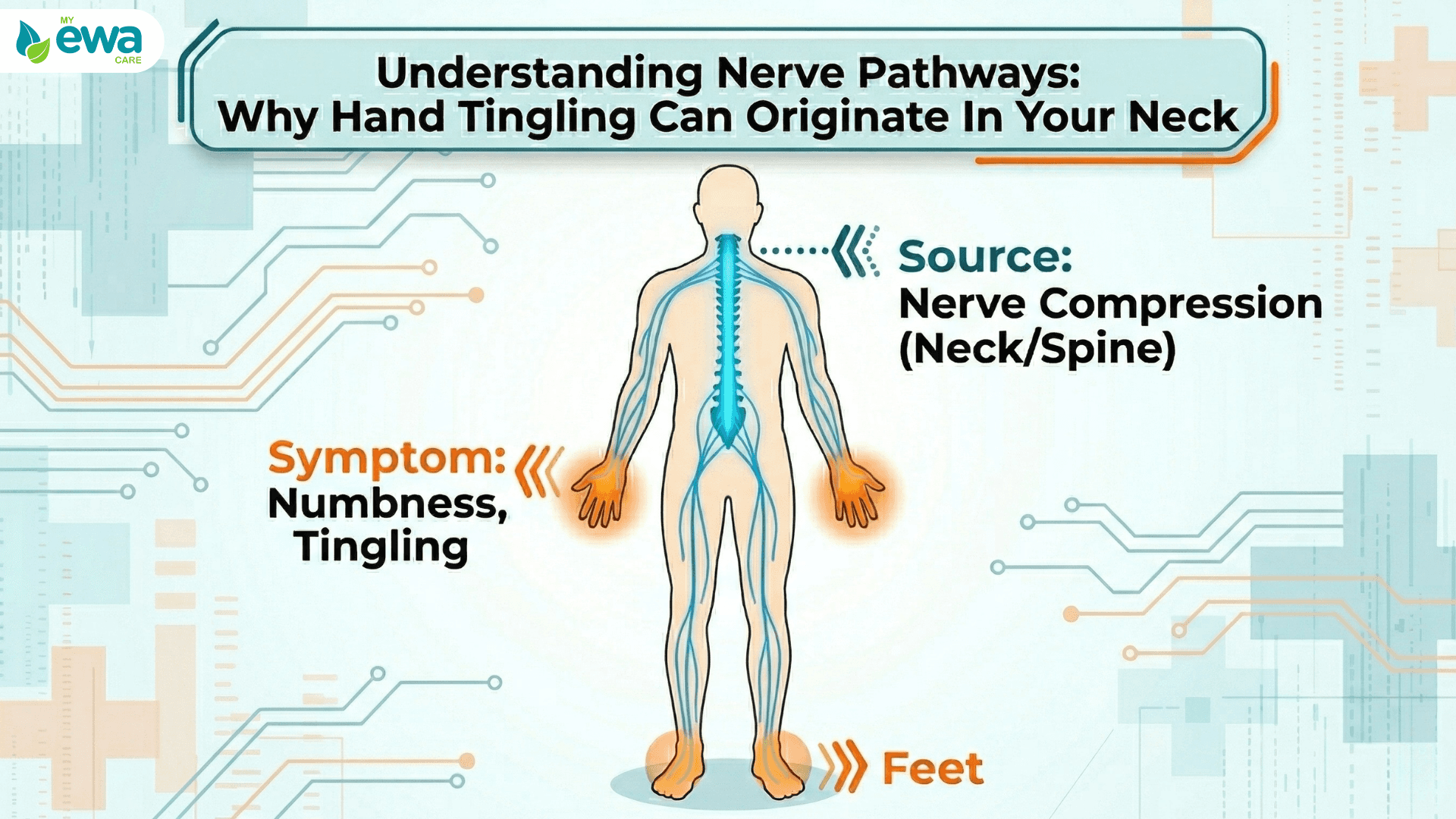 Nerve pathways linking neck compression to hand numbness 
