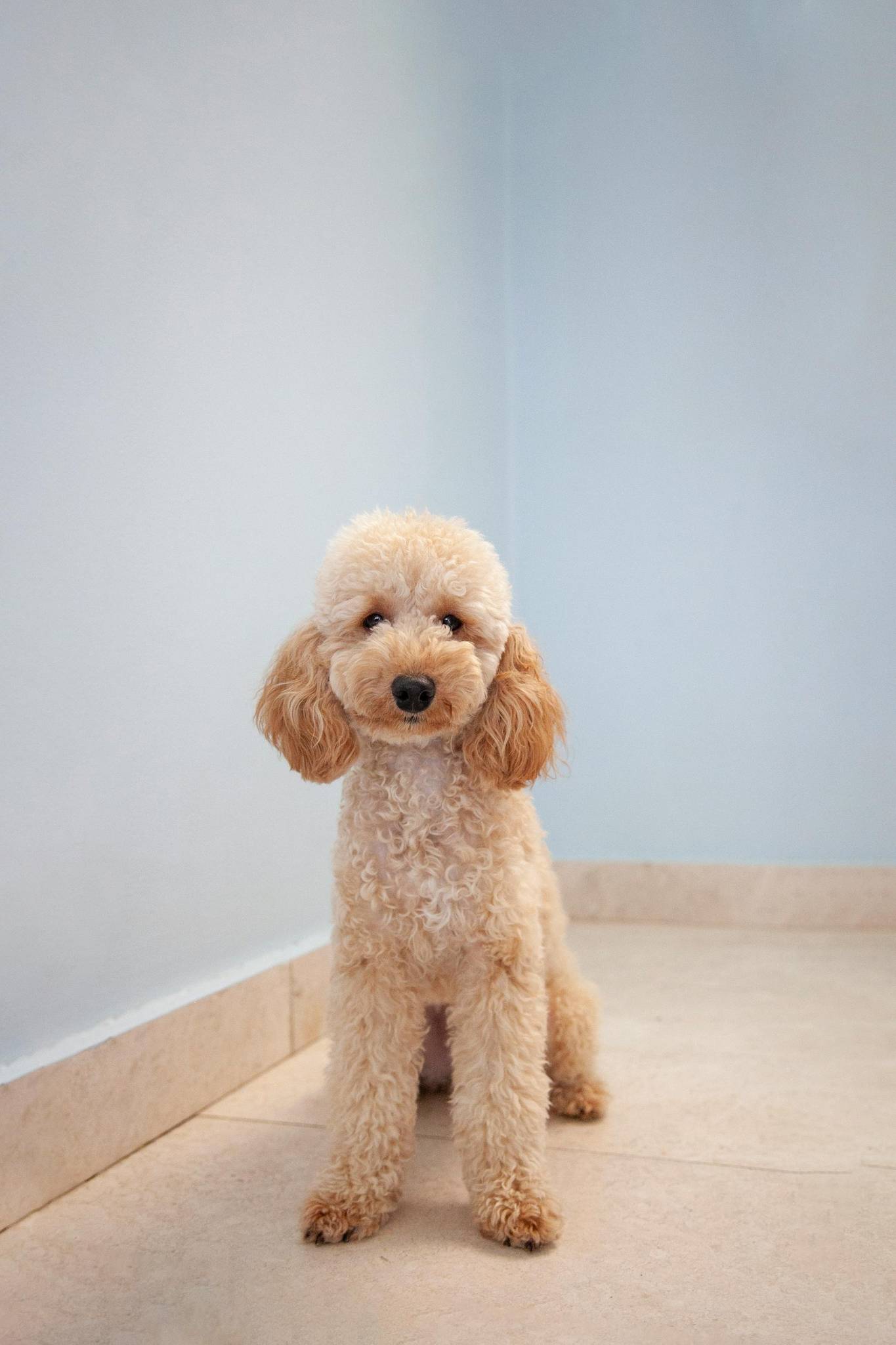 Poodle Physical Characteristics