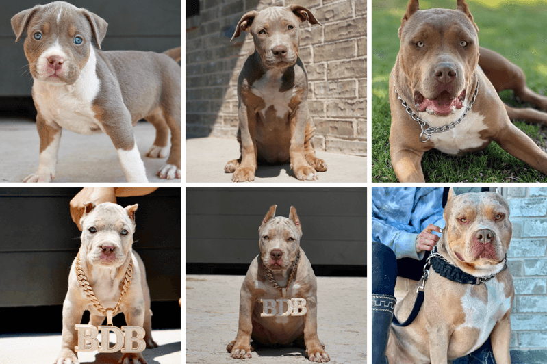 A collage of a dog

AI-generated content may be incorrect.